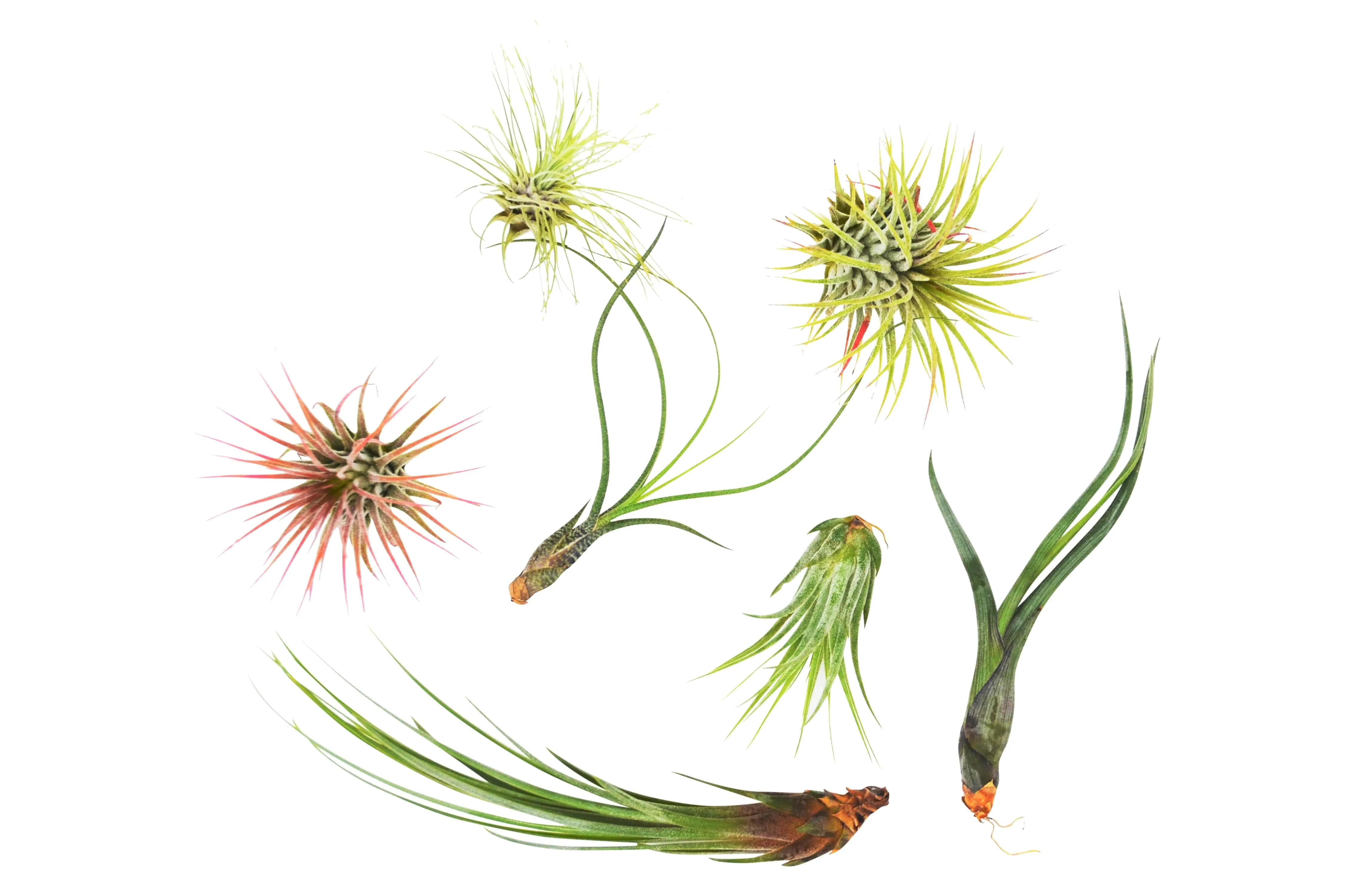 7 Air Plant Variety Pack - Tillandsias