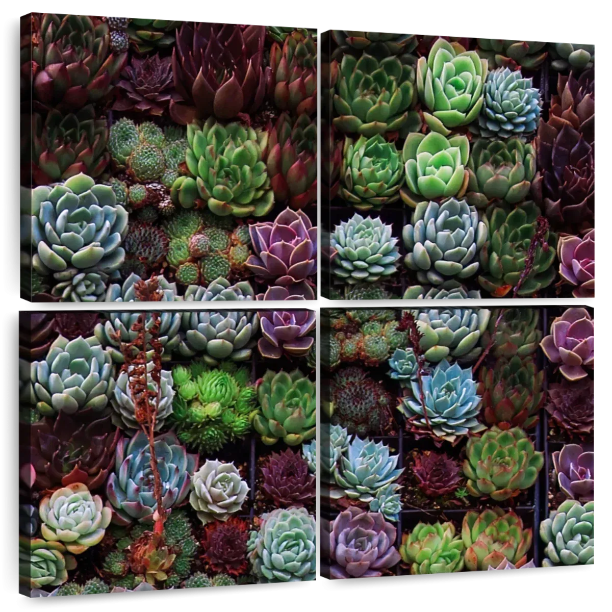 A Gathering Of Succulents Wall Art