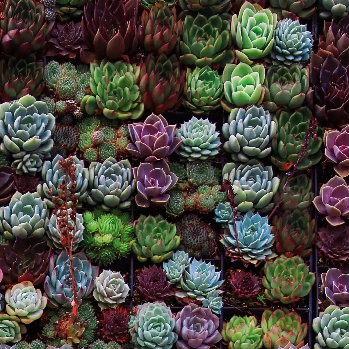 A Gathering Of Succulents Wall Art