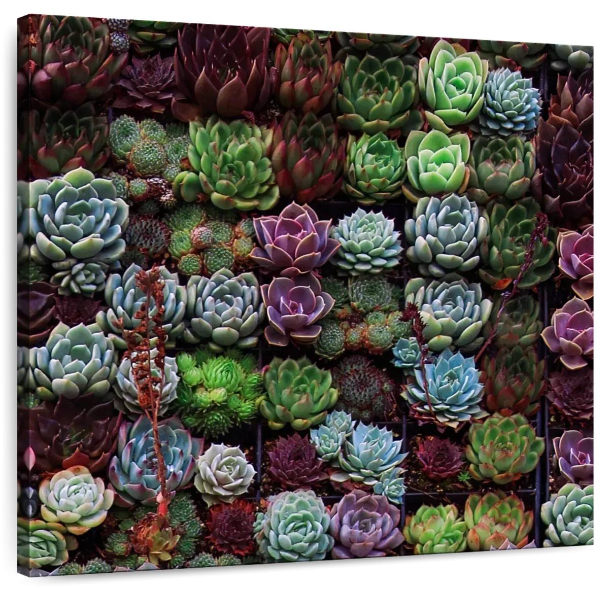 A Gathering Of Succulents Wall Art