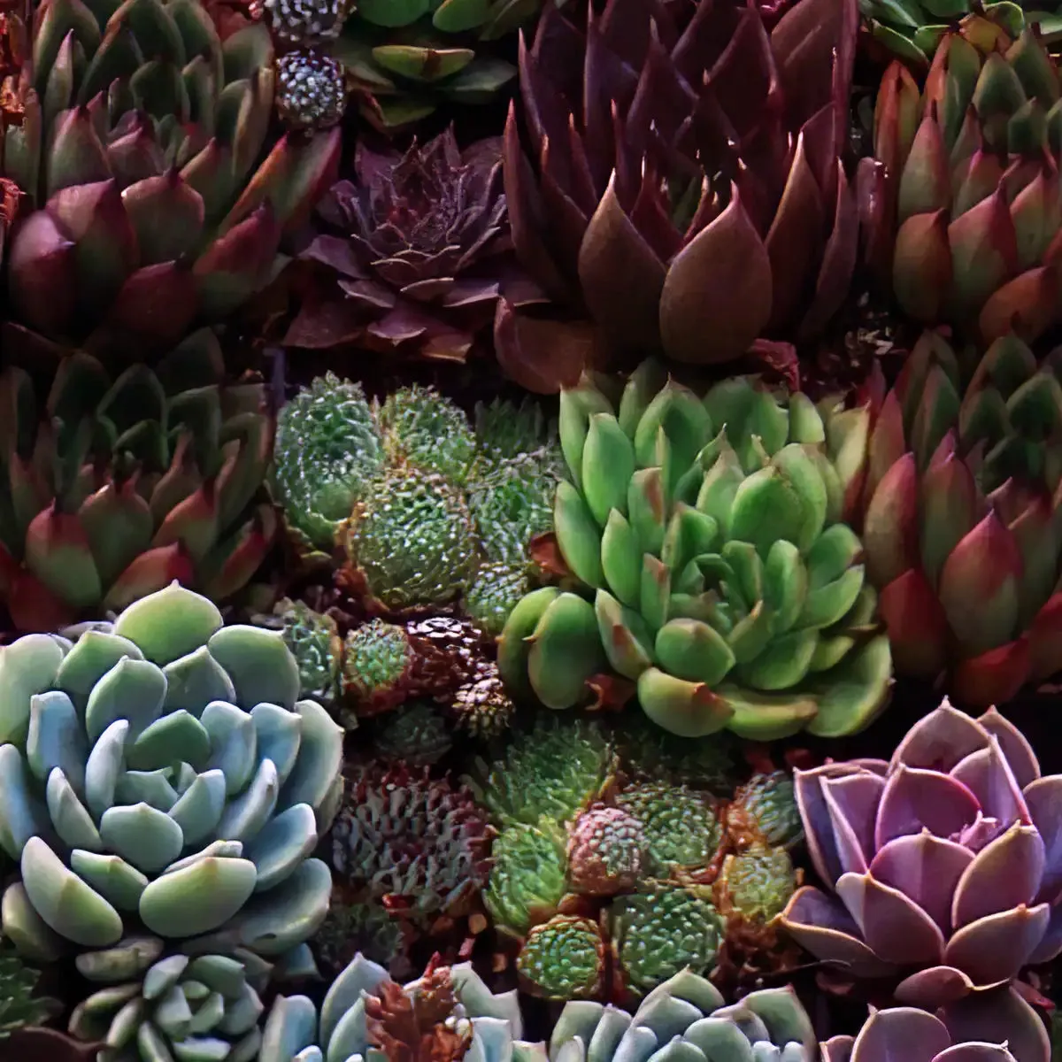 A Gathering Of Succulents Wall Art