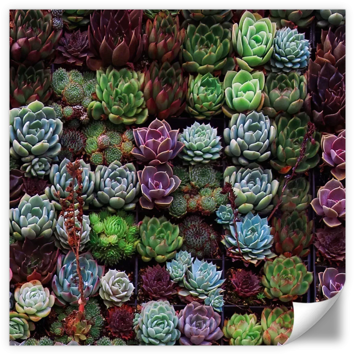 A Gathering Of Succulents Wall Art