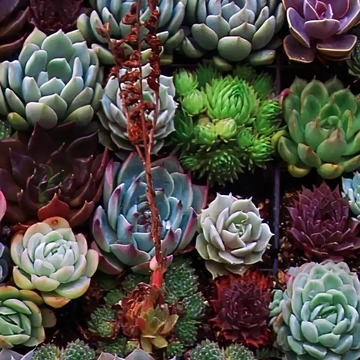 A Gathering Of Succulents Wall Art