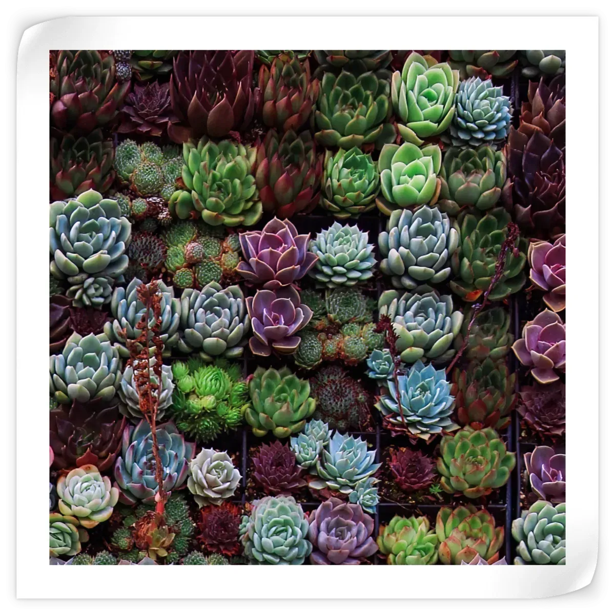 A Gathering Of Succulents Wall Art