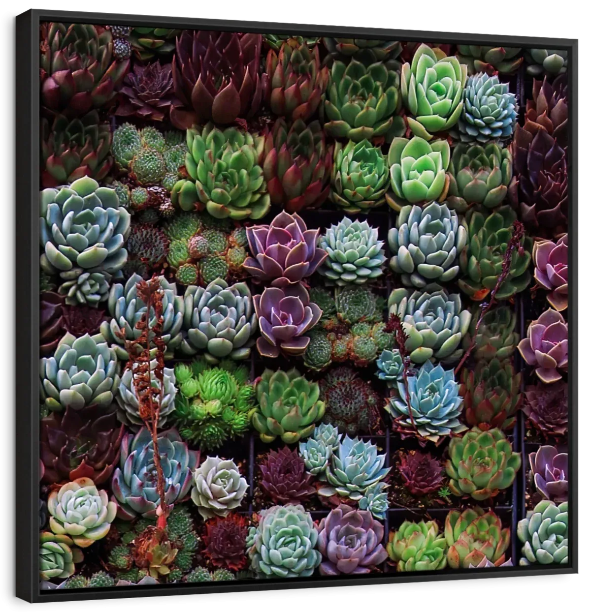 A Gathering Of Succulents Wall Art