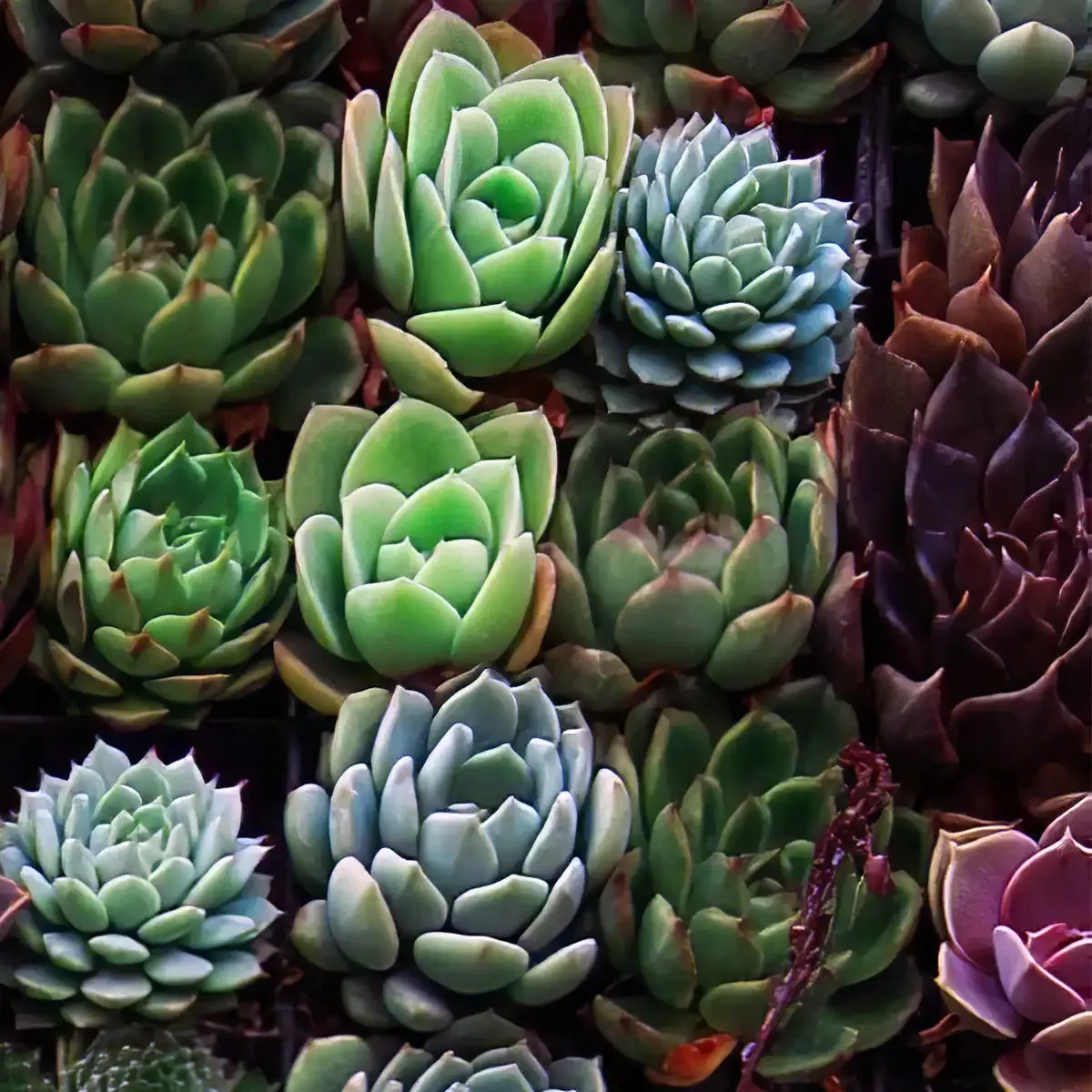 A Gathering Of Succulents Wall Art