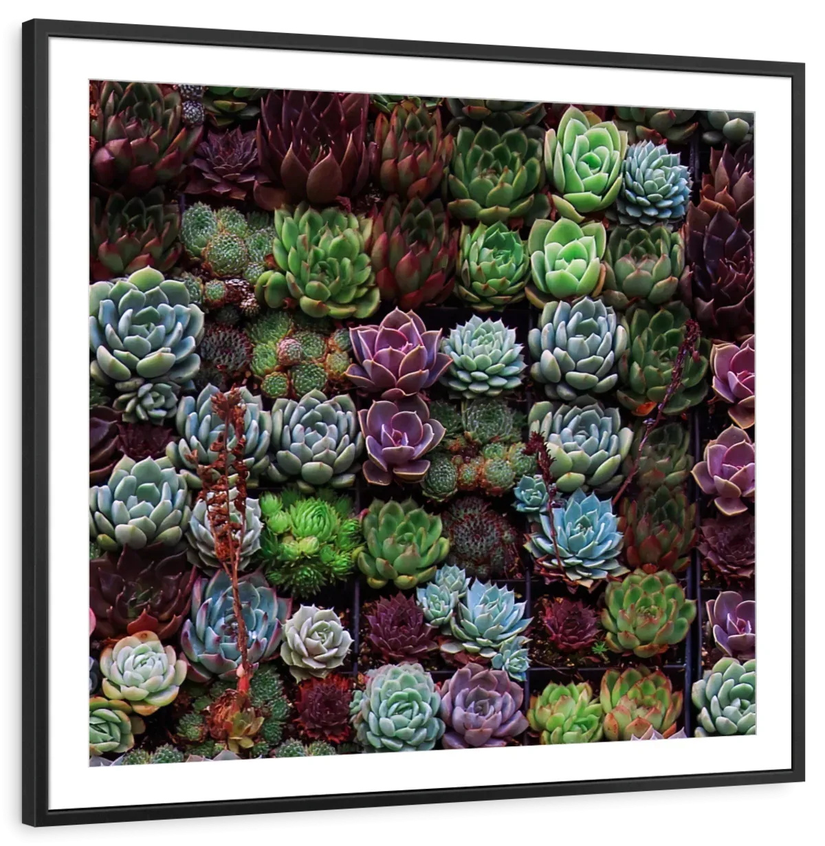 A Gathering Of Succulents Wall Art