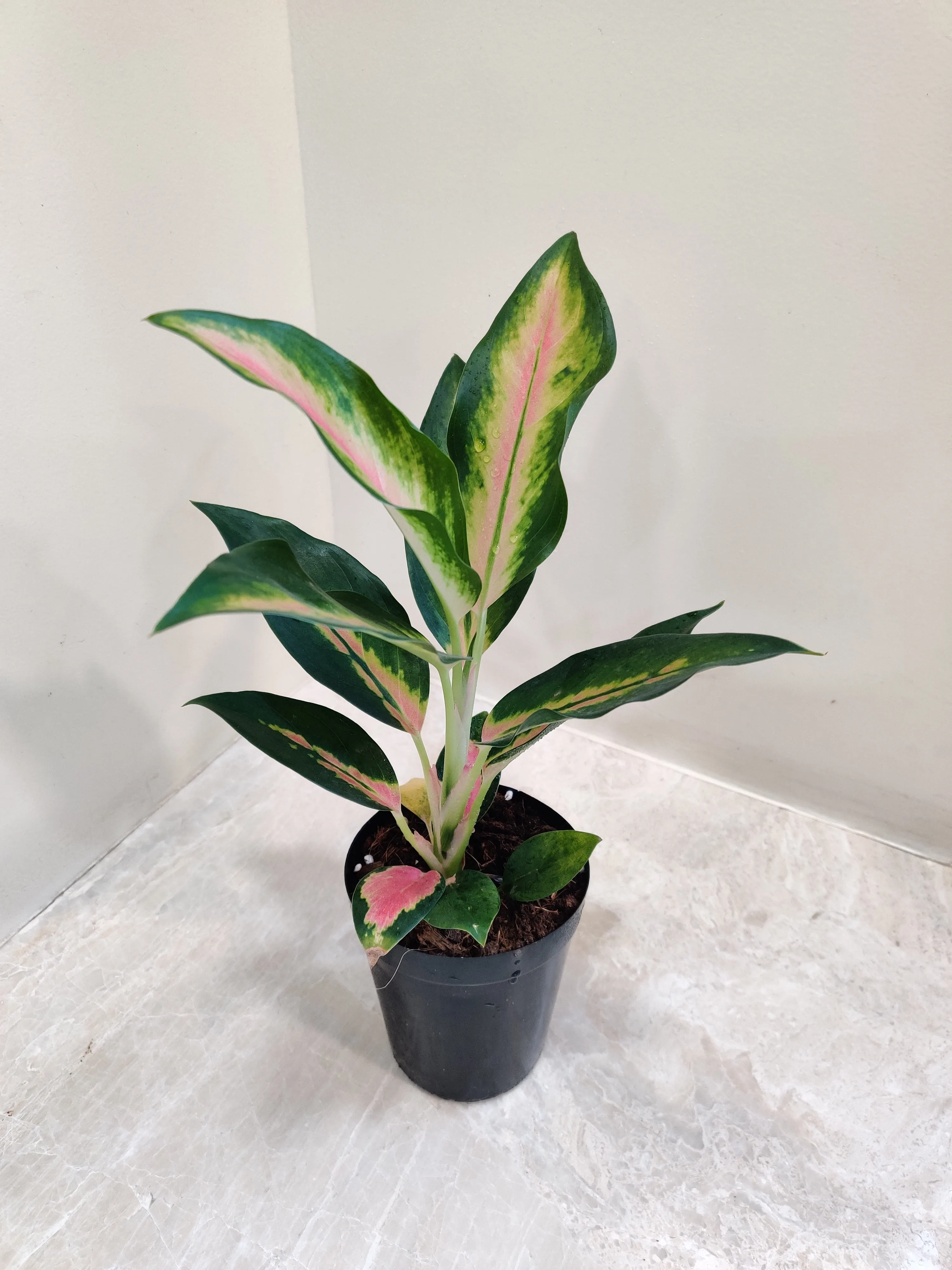 Aglaonema New Pink Plant