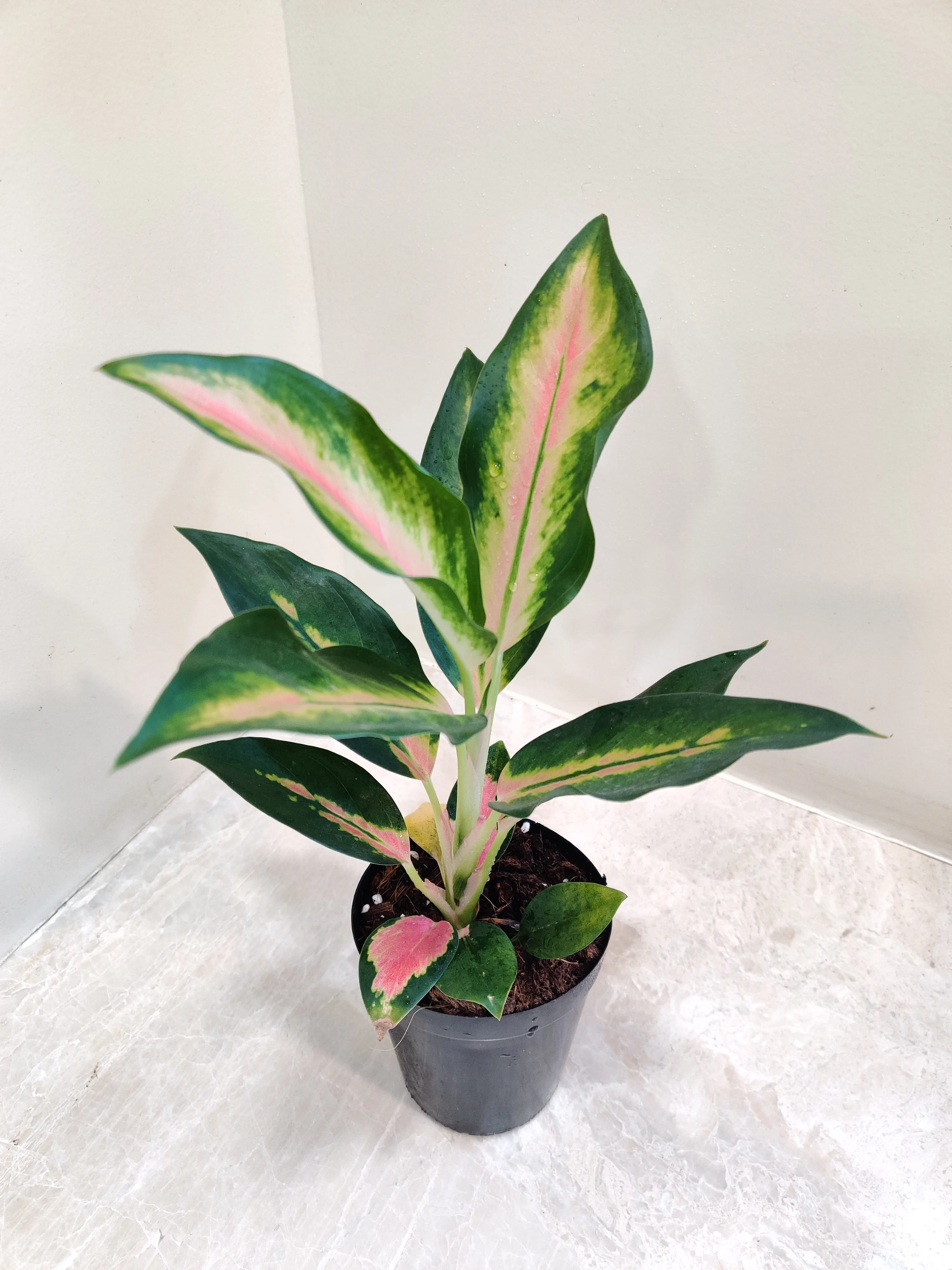 Aglaonema New Pink Plant