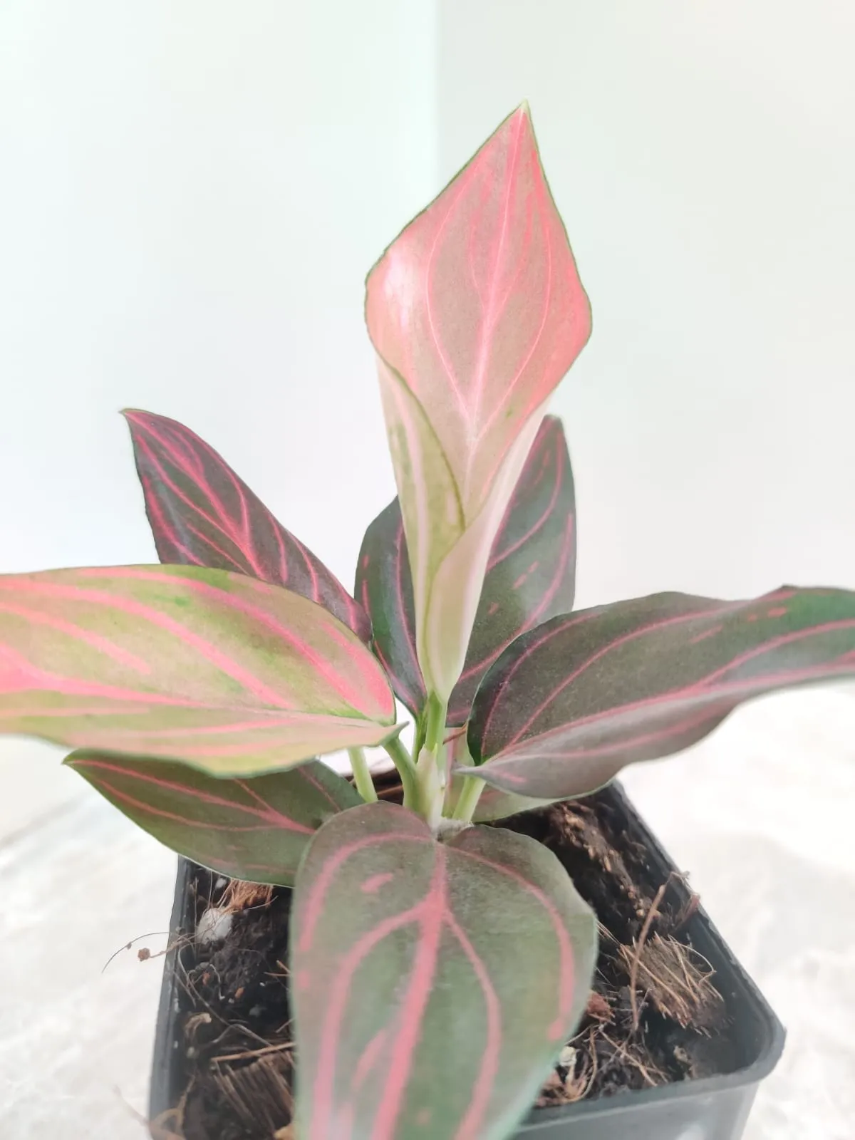 Aglaonema Red Vein Plant