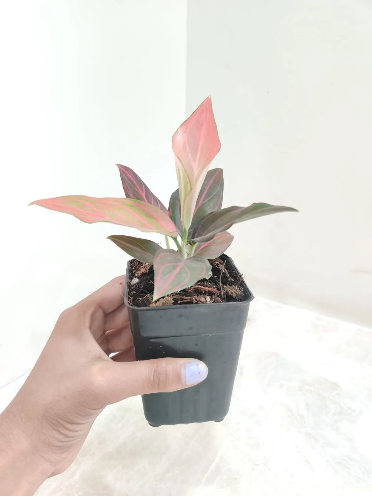 Aglaonema Red Vein Plant