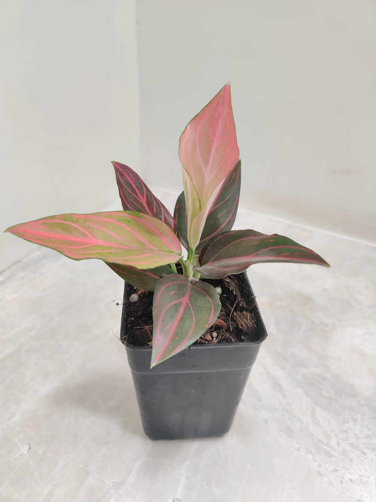 Aglaonema Red Vein Plant