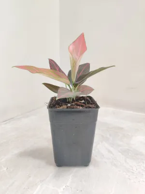 Aglaonema Red Vein Plant