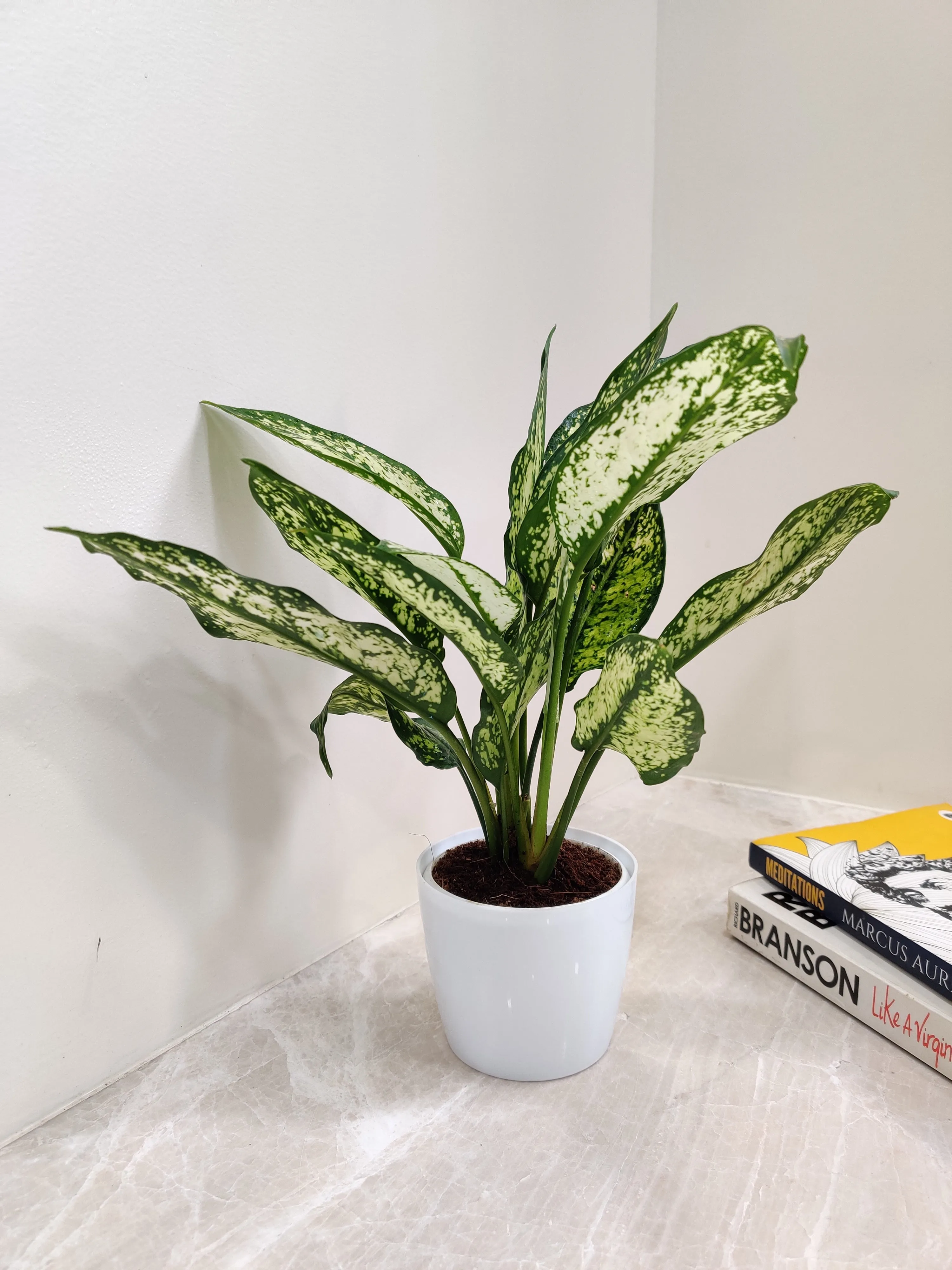 Aglaonema Snow White Plant