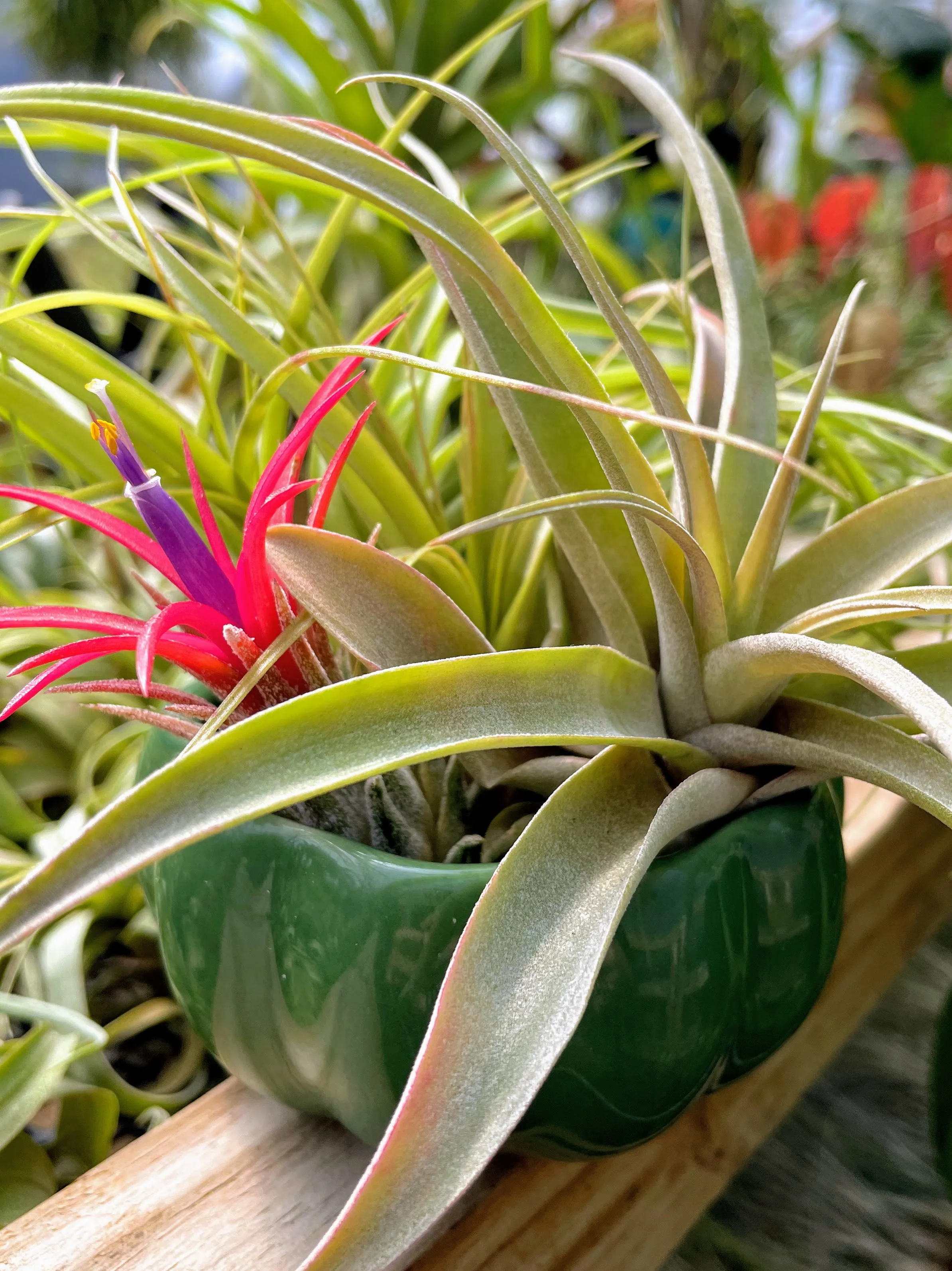 Air Plant Bouquet w/ Green Ceramic Holder