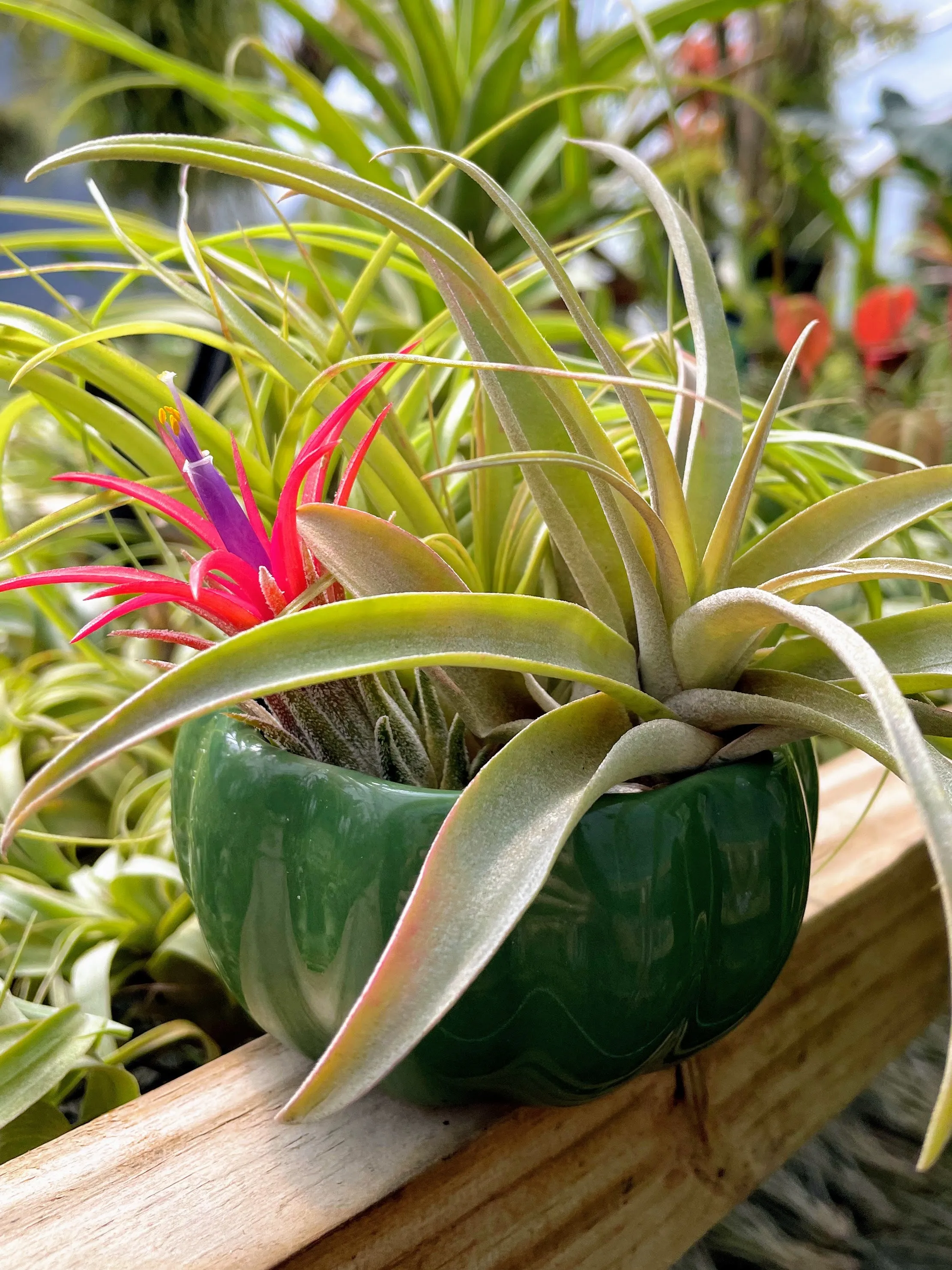 Air Plant Bouquet w/ Green Ceramic Holder