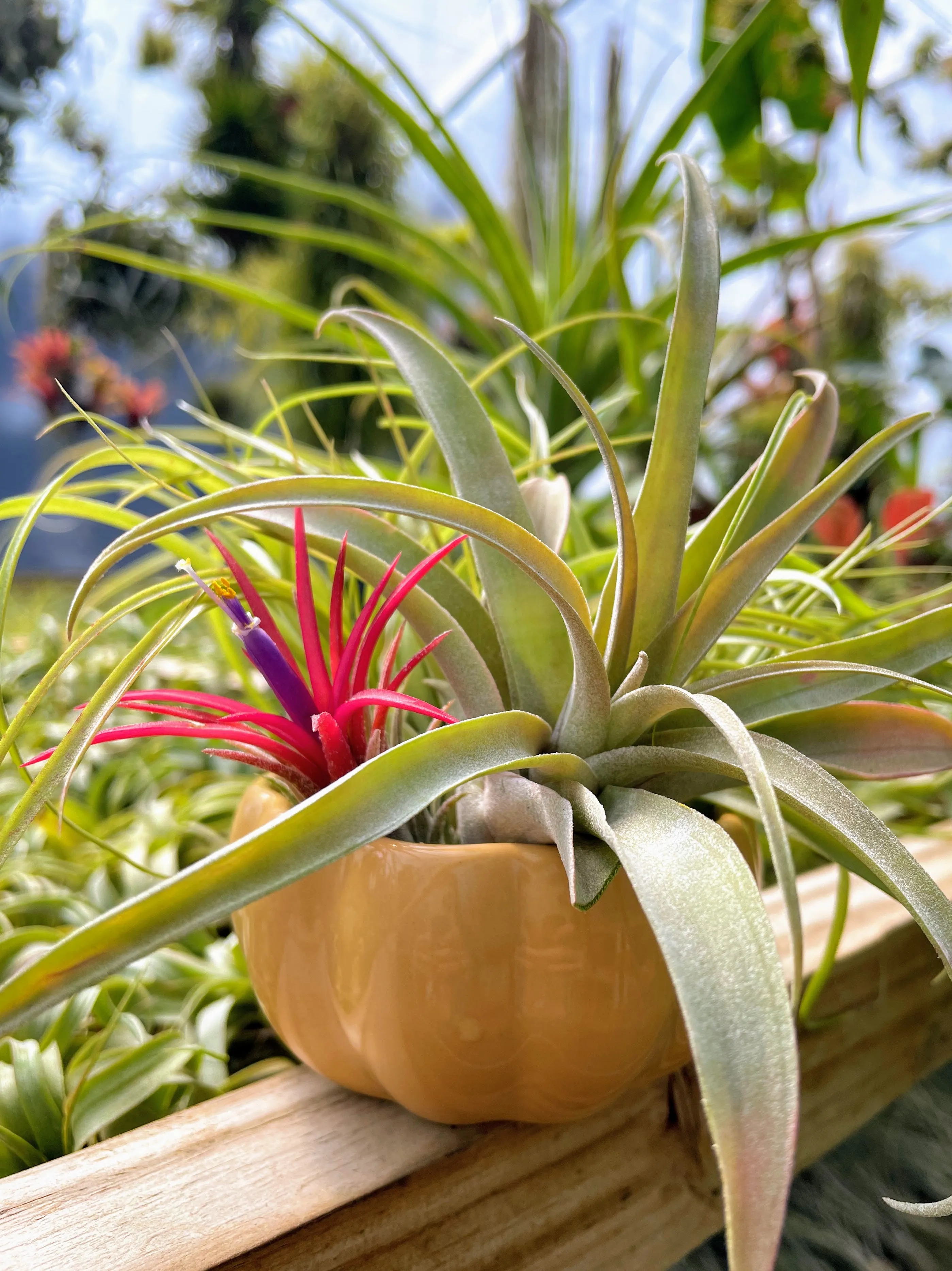 Air Plant Bouquet w/ Yellow Ceramic Holder