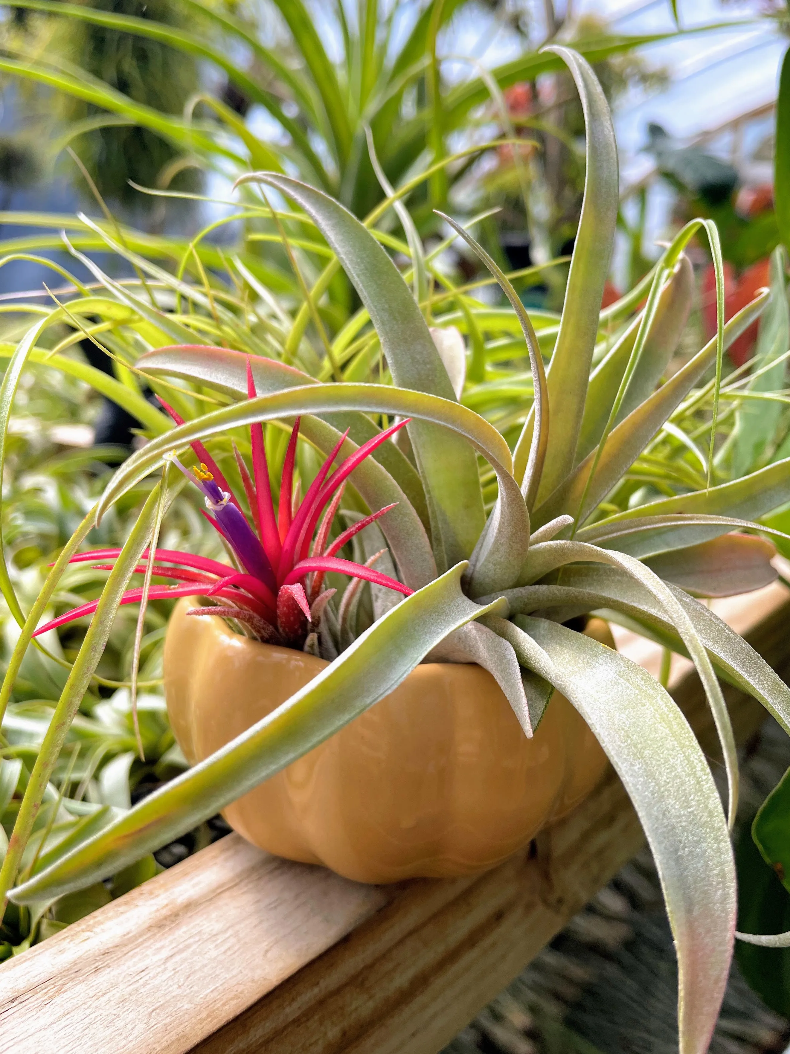 Air Plant Bouquet w/ Yellow Ceramic Holder