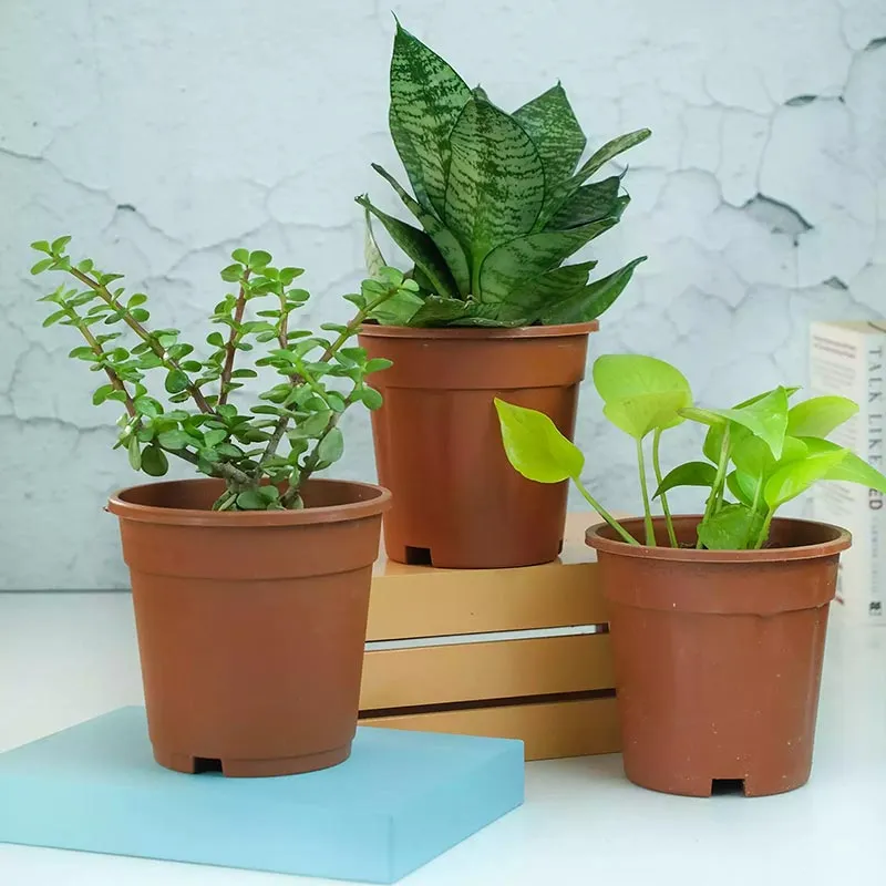 Air Purifying Plants Bundle | Set of 3