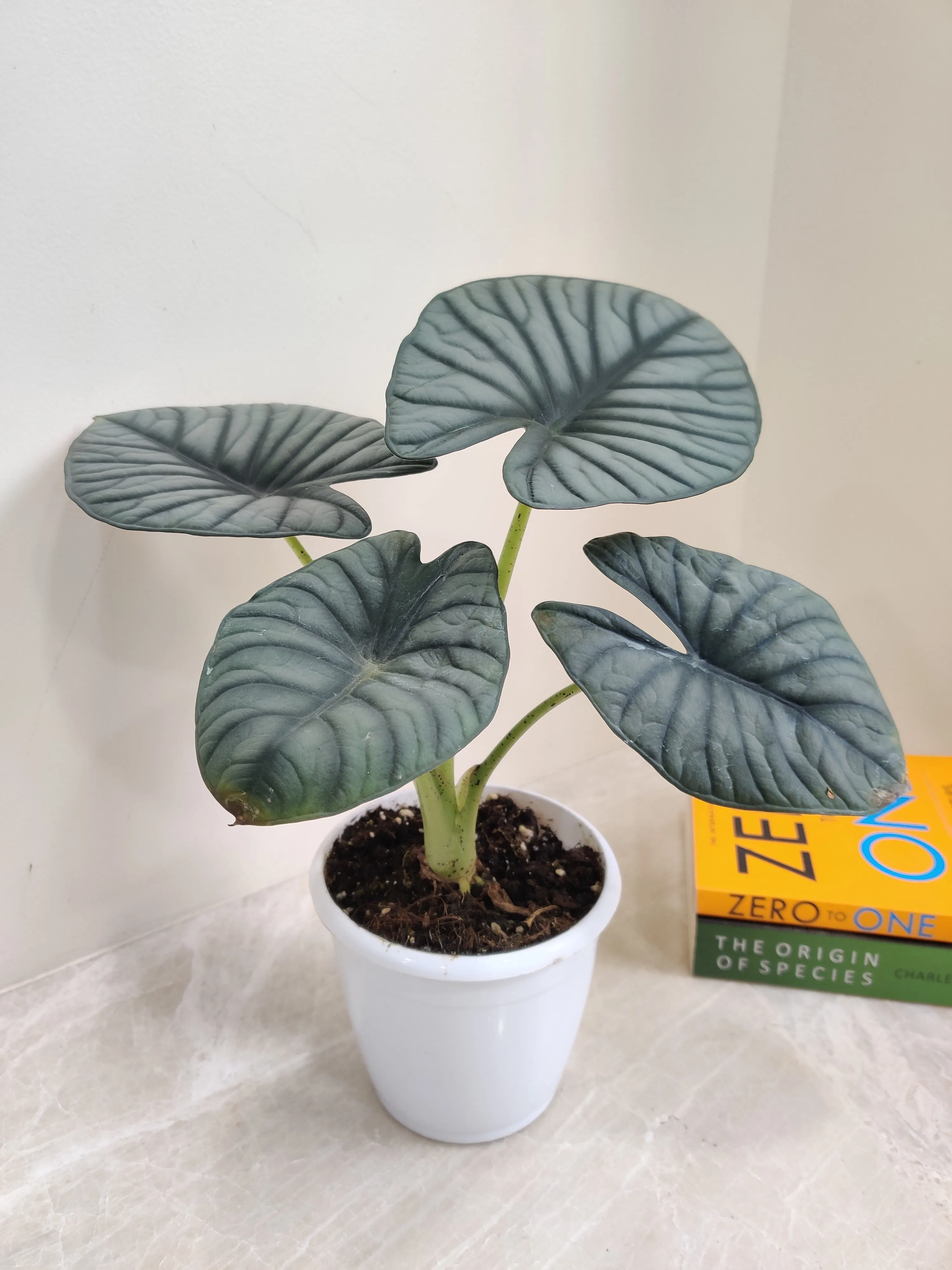 Alocasia Nebula Plant