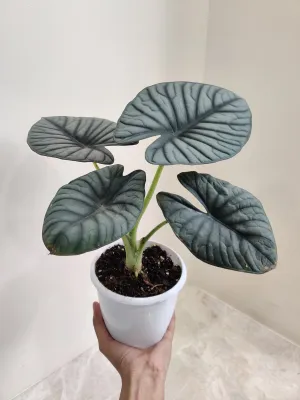 Alocasia Nebula Plant