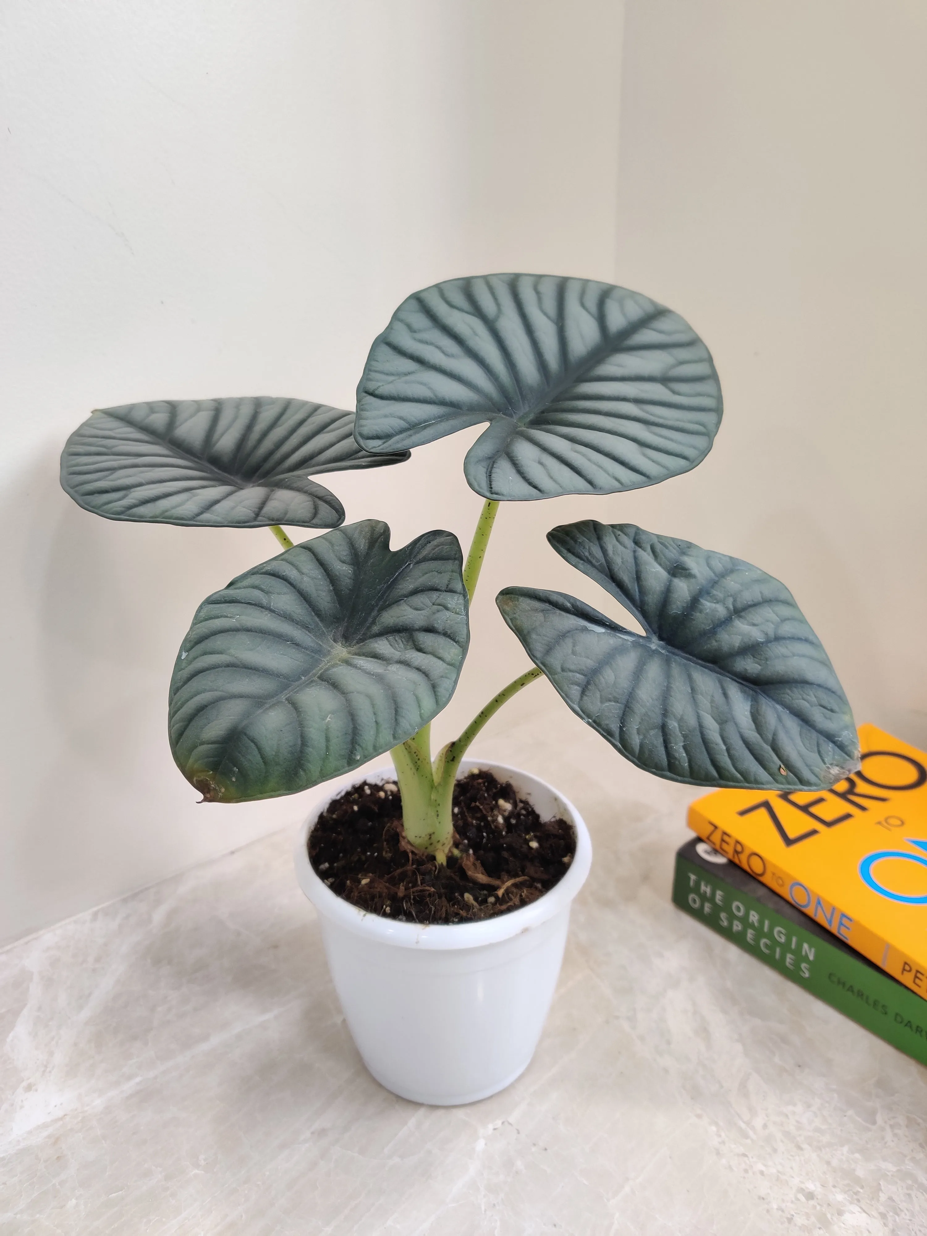 Alocasia Nebula Plant