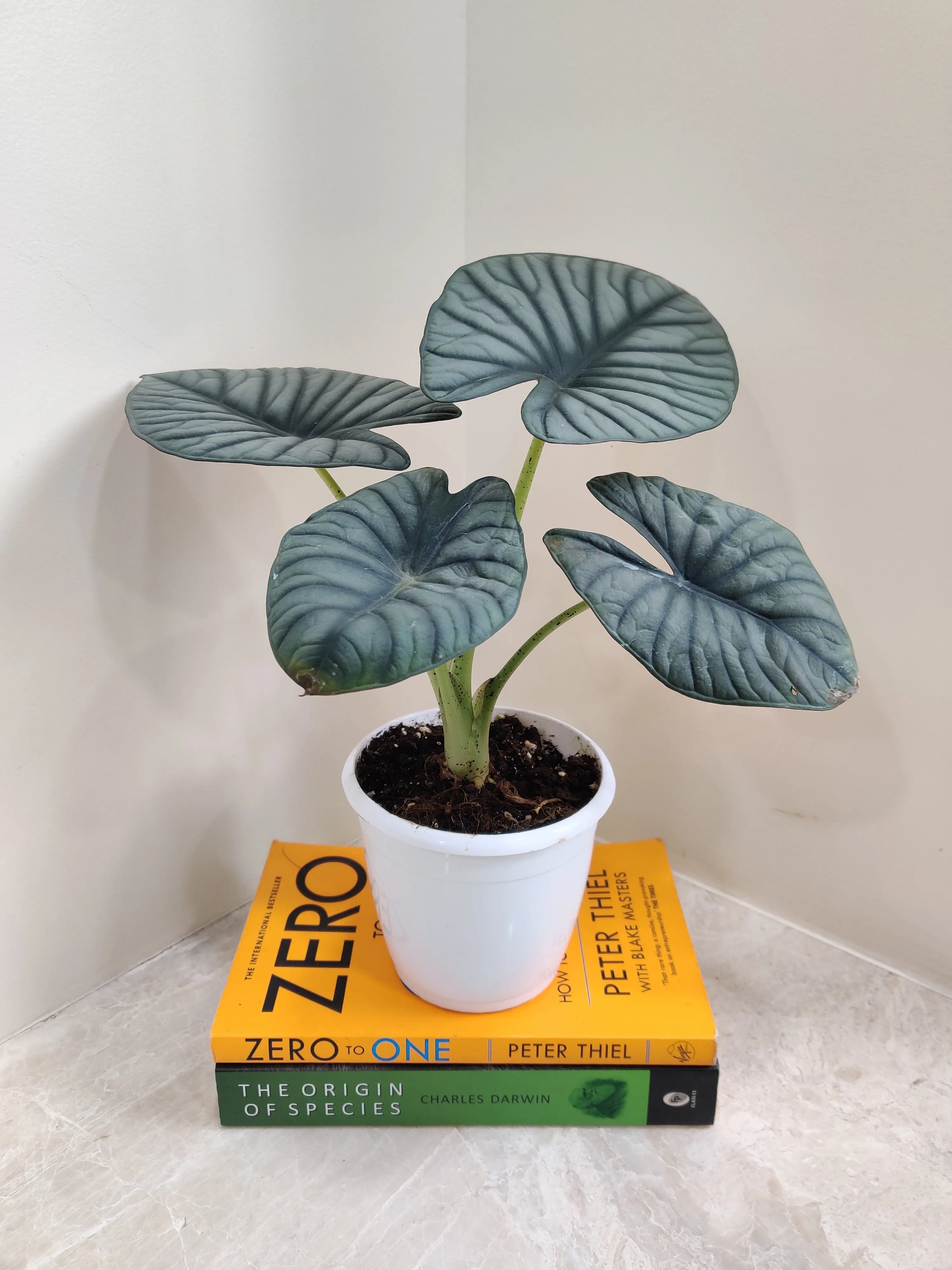 Alocasia Nebula Plant