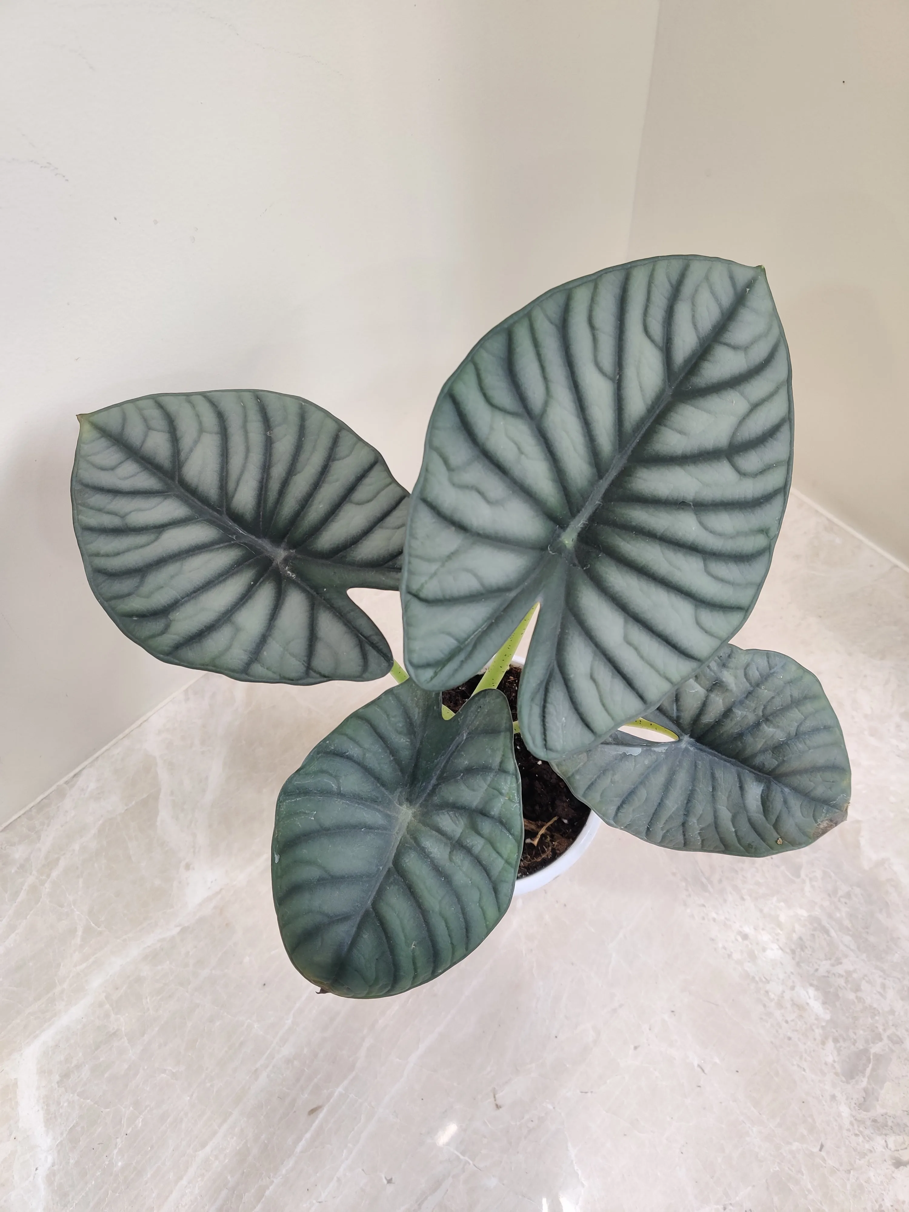 Alocasia Nebula Plant