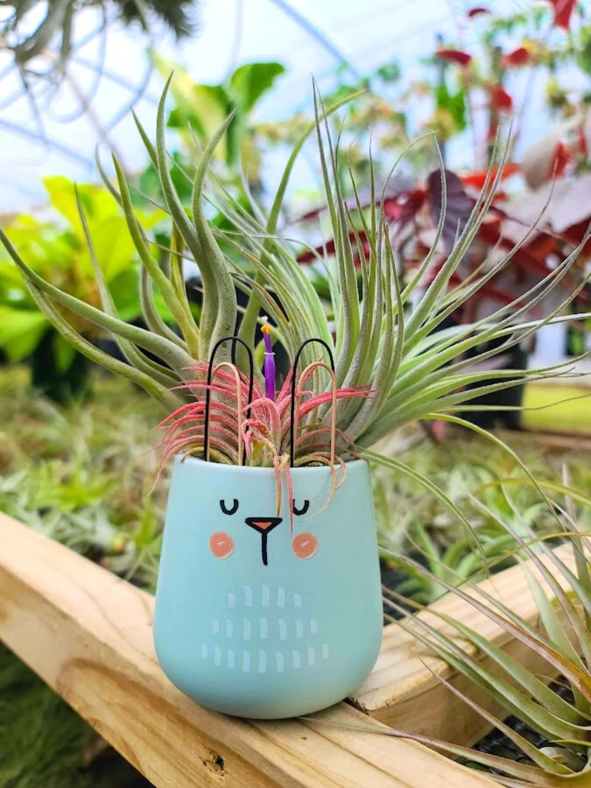 Blue Bunny Pot Air Plant Bouquet