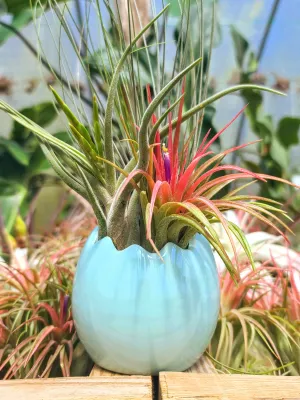 Blue Easter Egg Air Plant Bouquet