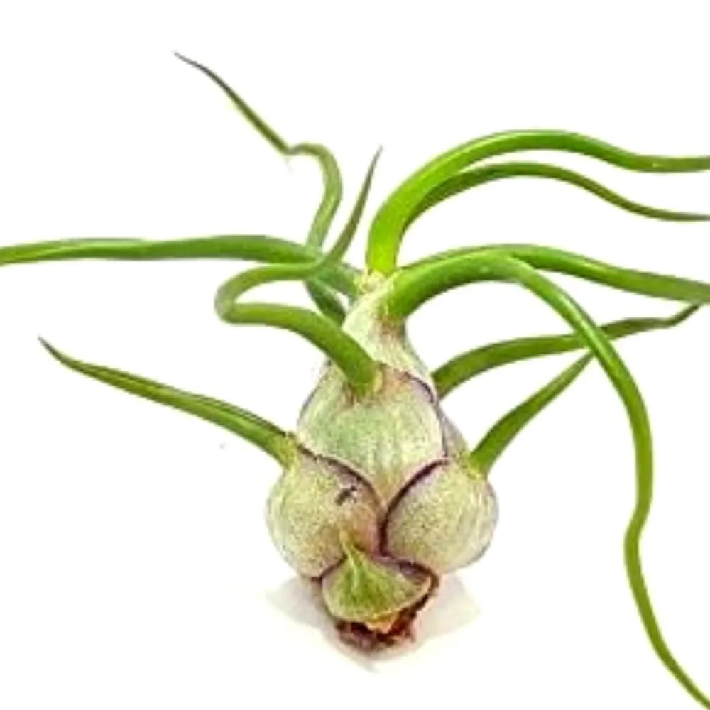 Bulbosa Air Plant (Medium)