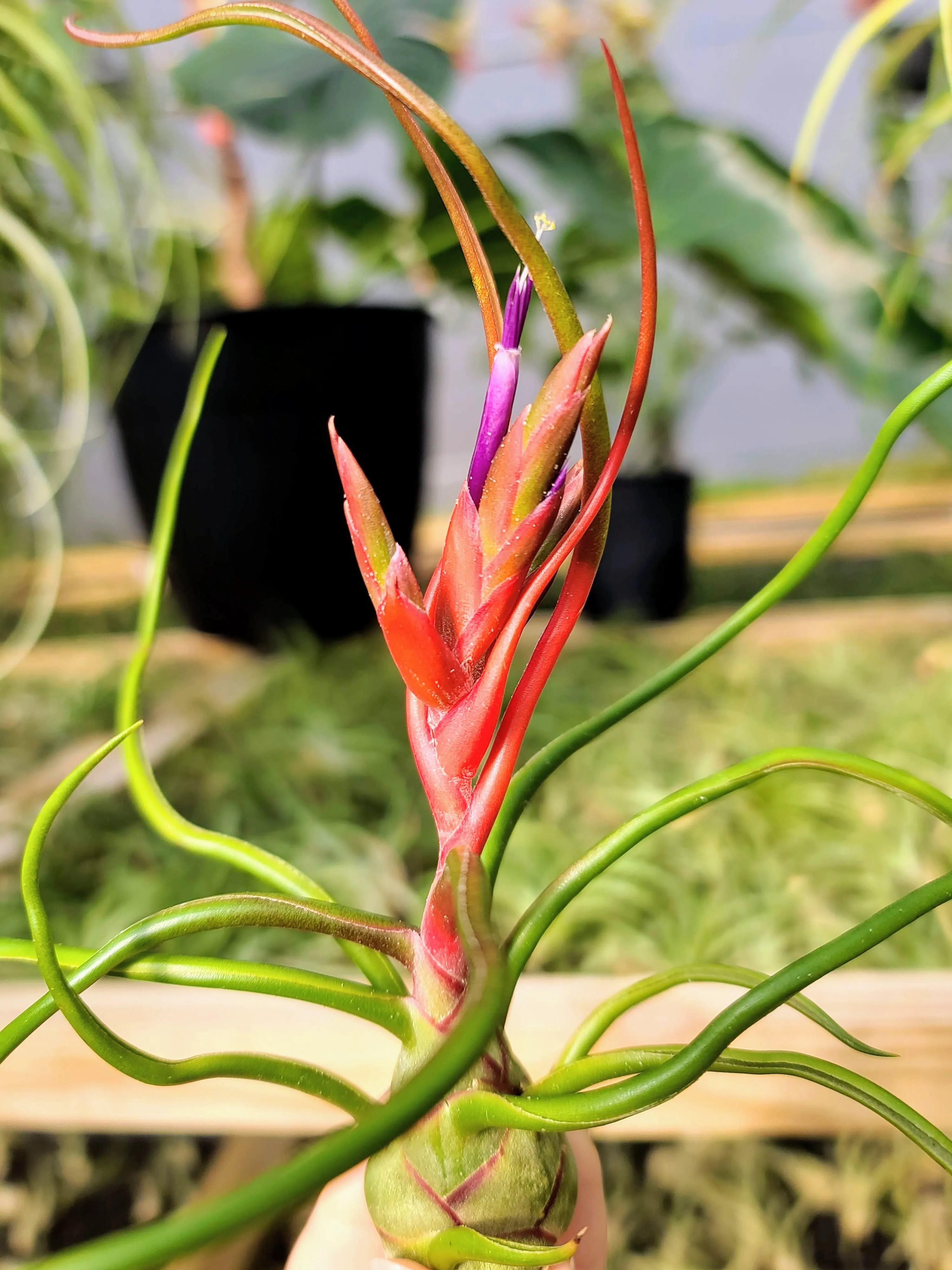 Bulbosa Belize Air Plant