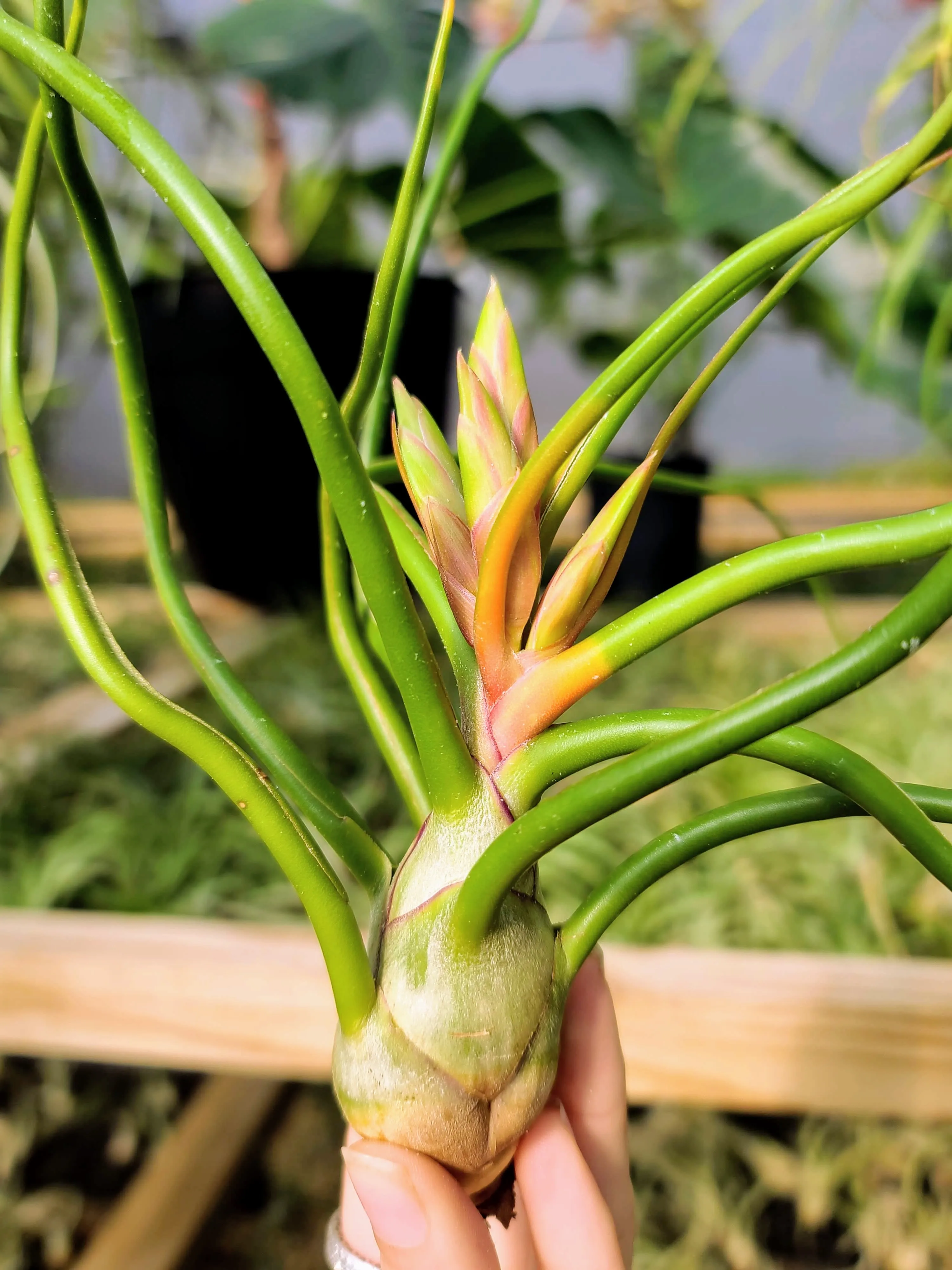 Bulbosa Belize Air Plant