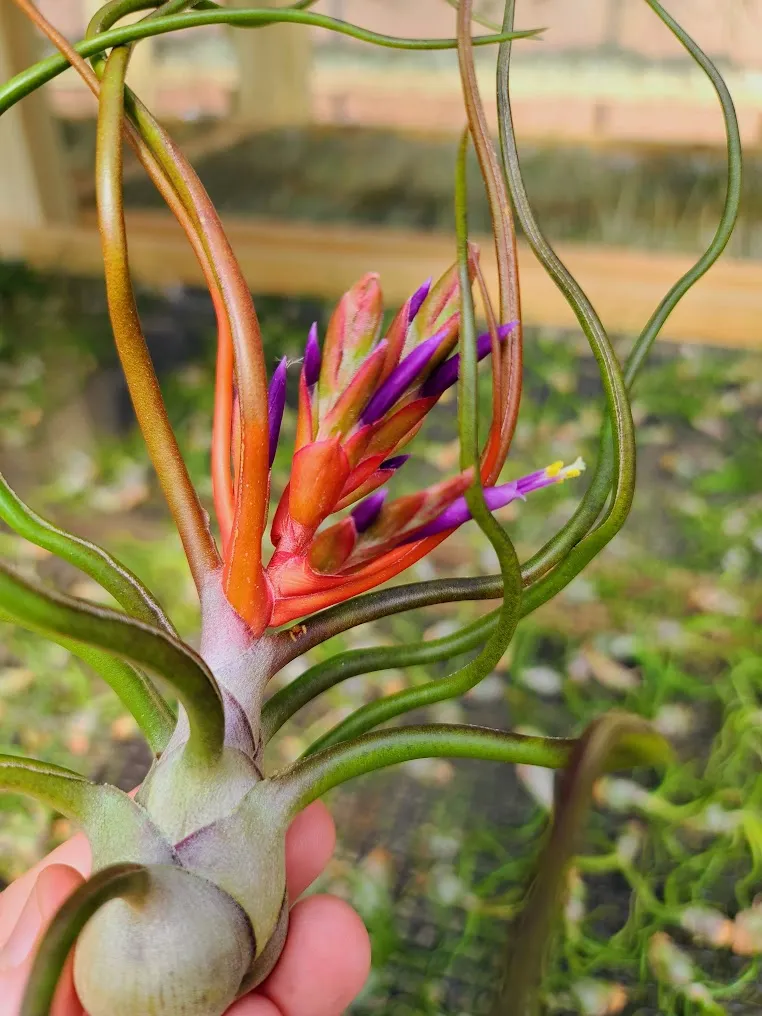 Bulbosa Belize Air Plant