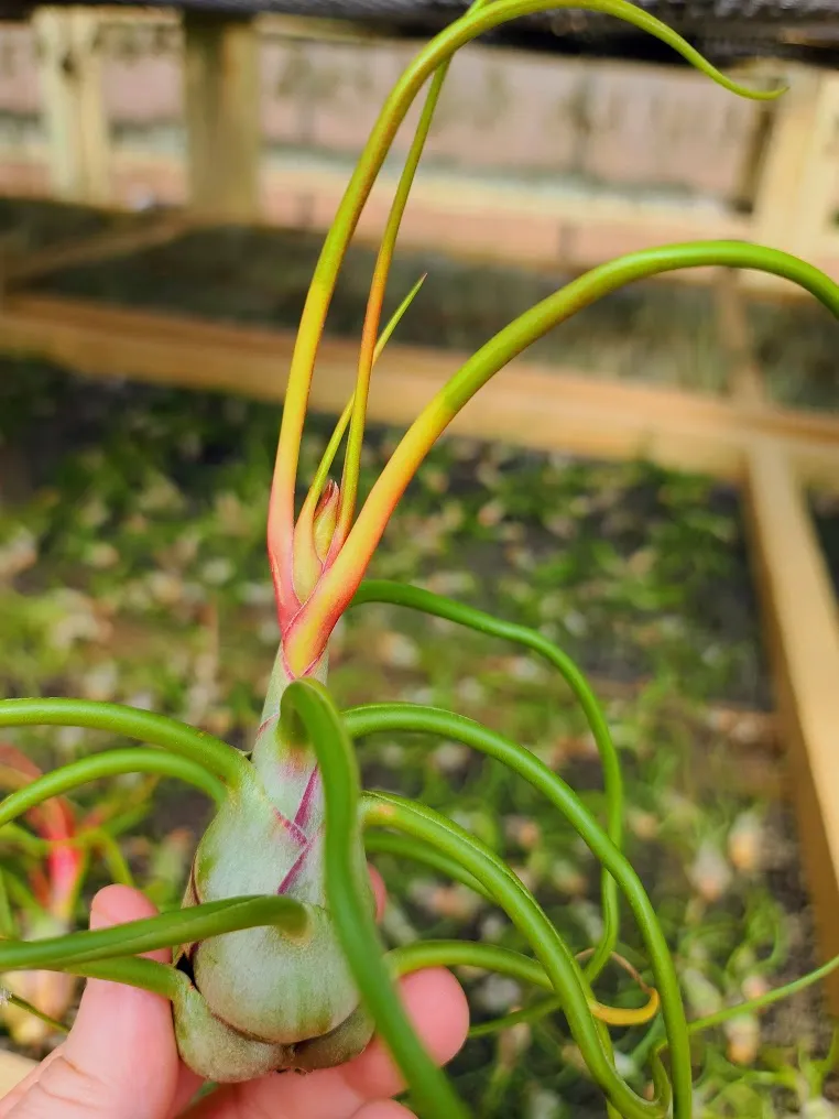 Bulbosa Belize Air Plant