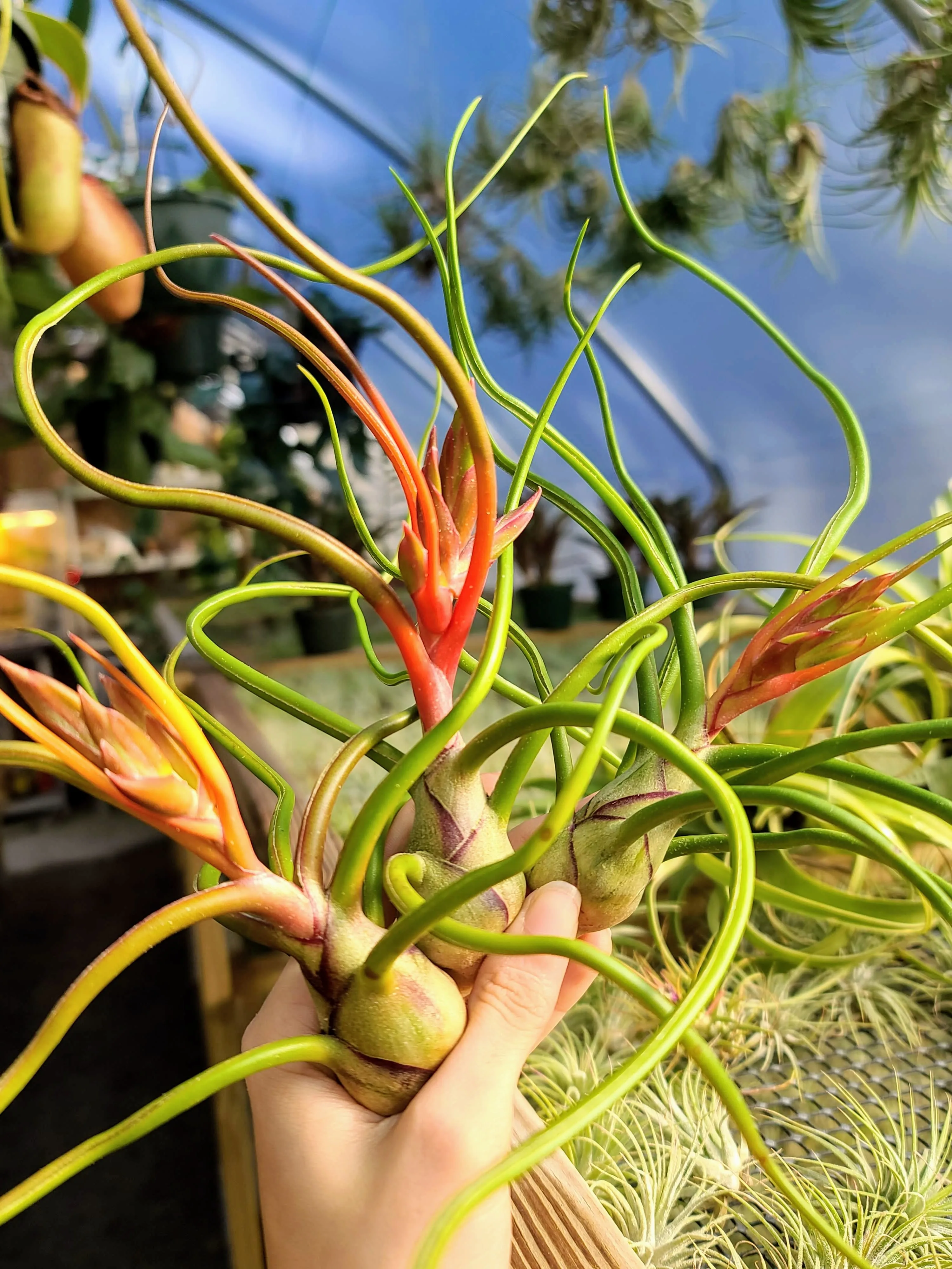 Bulbosa Belize Air Plant