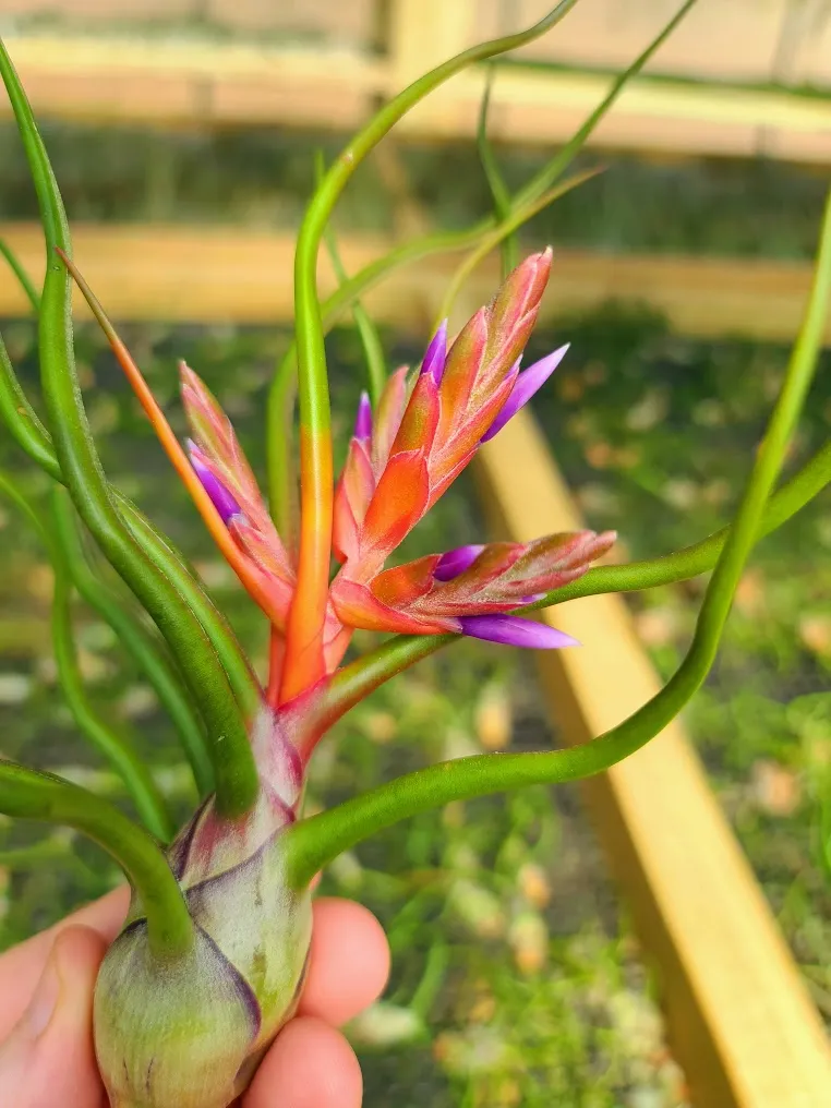 Bulbosa Belize Air Plant