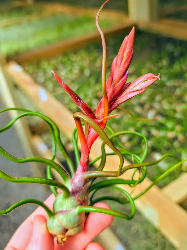 Bulbosa Belize Air Plant