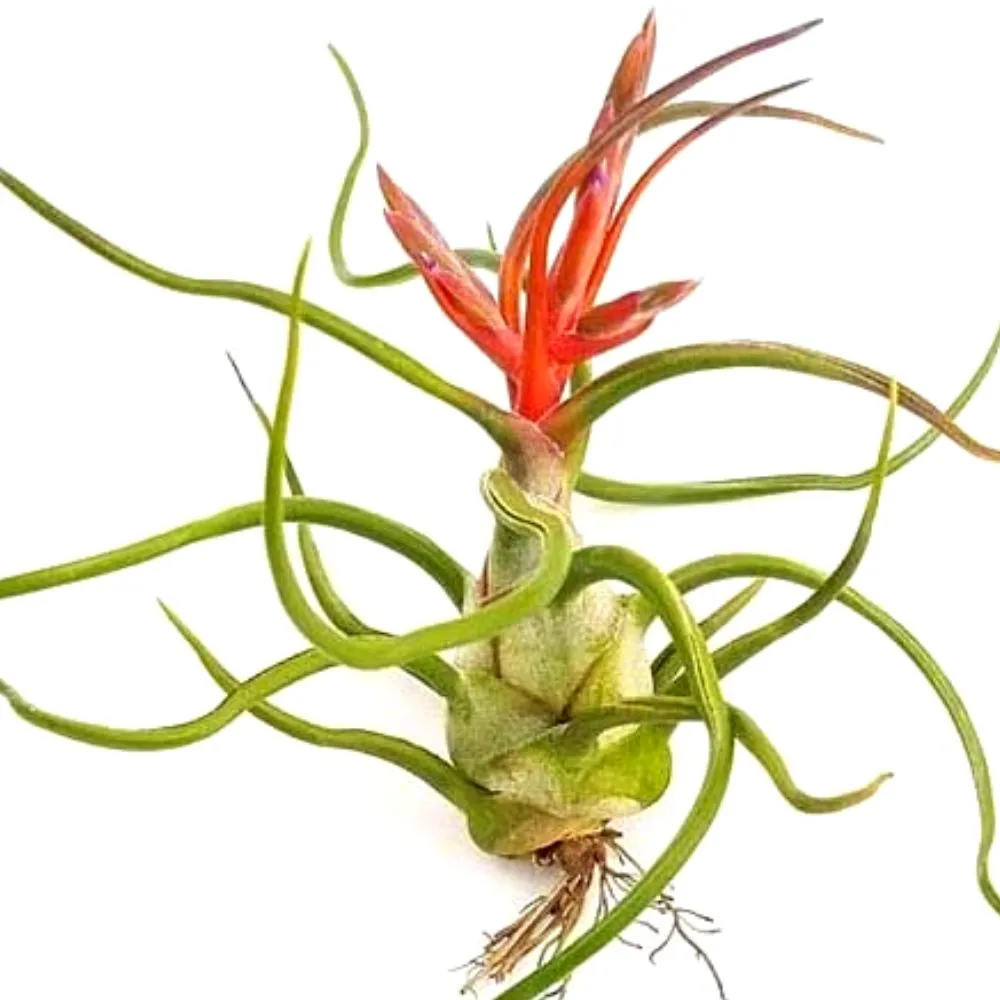 Bulbosa Belize Air Plant