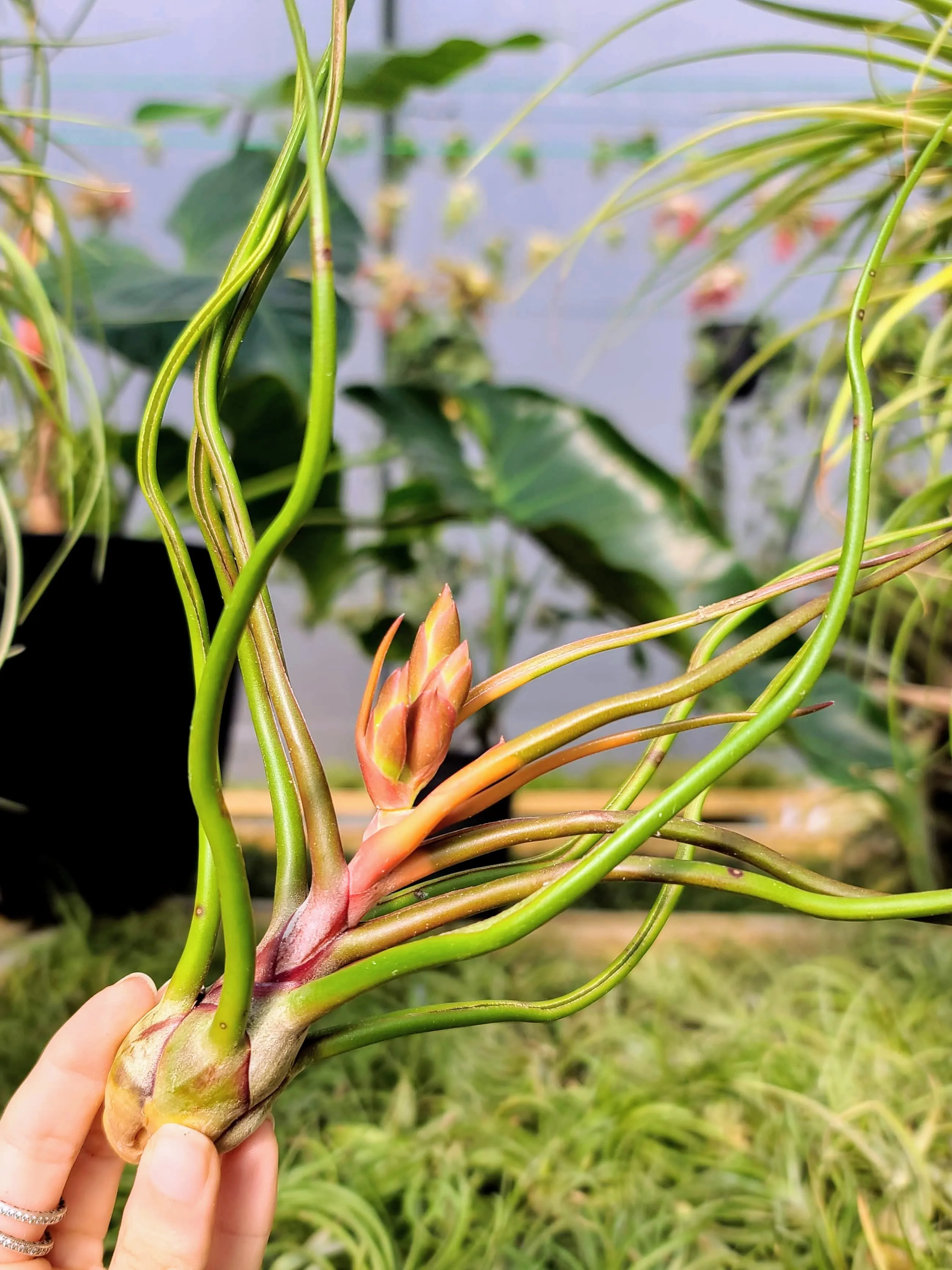 Bulbosa Belize Air Plant