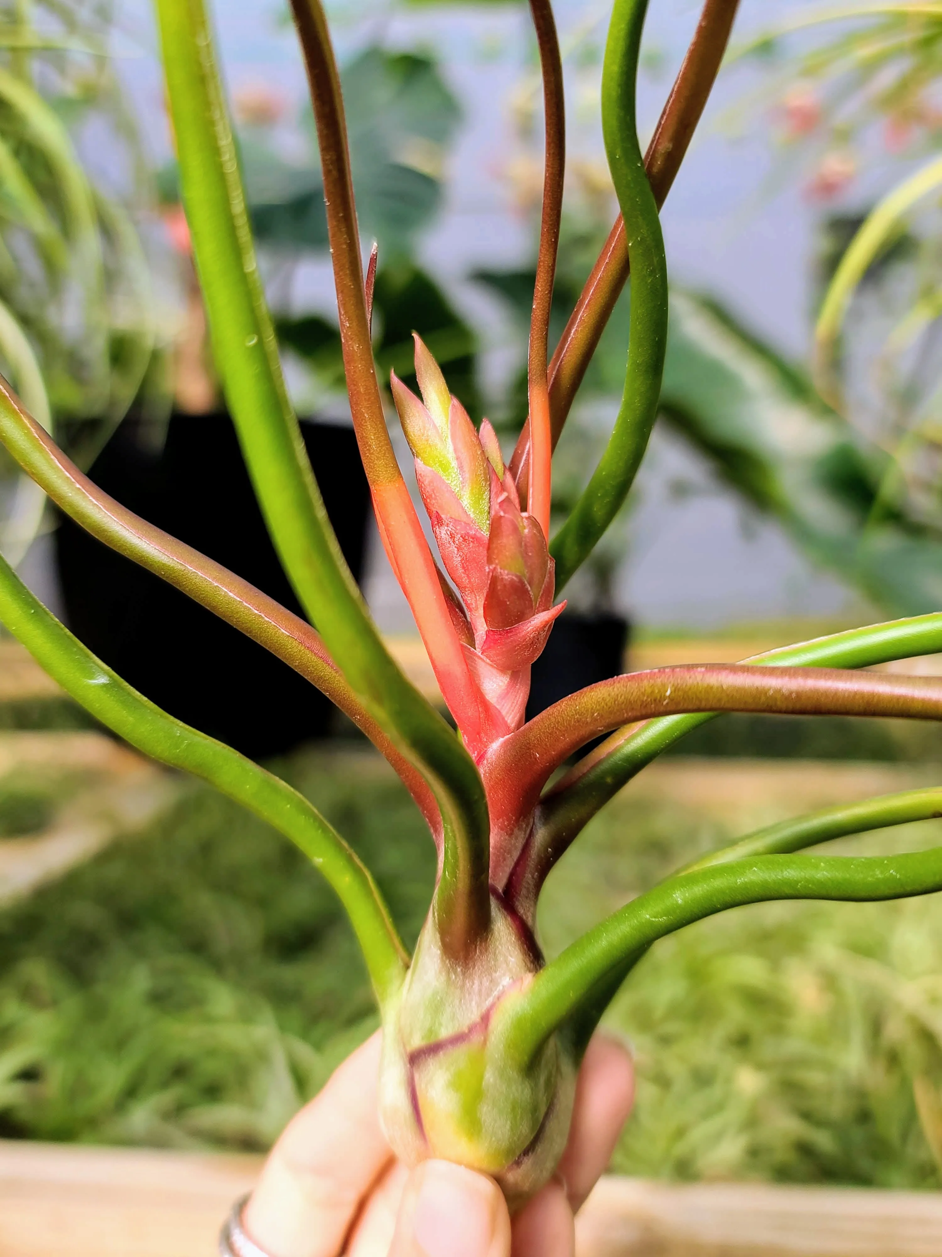 Bulbosa Belize Air Plant