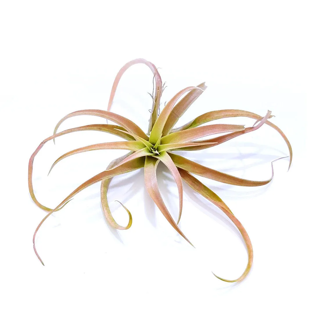 Capita Peach Air Plants