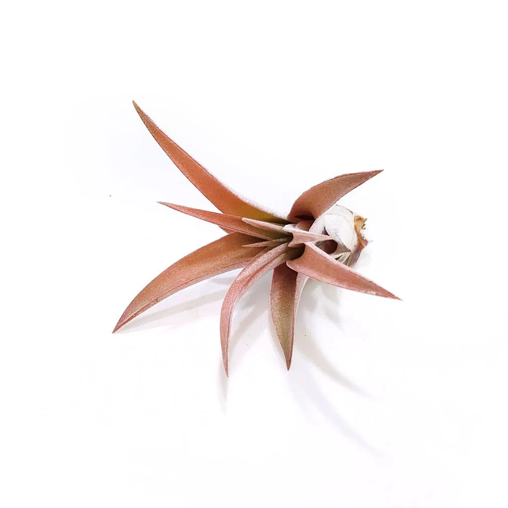 Capita Peach Air Plants