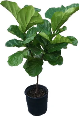 Fiddle Leaf Fig