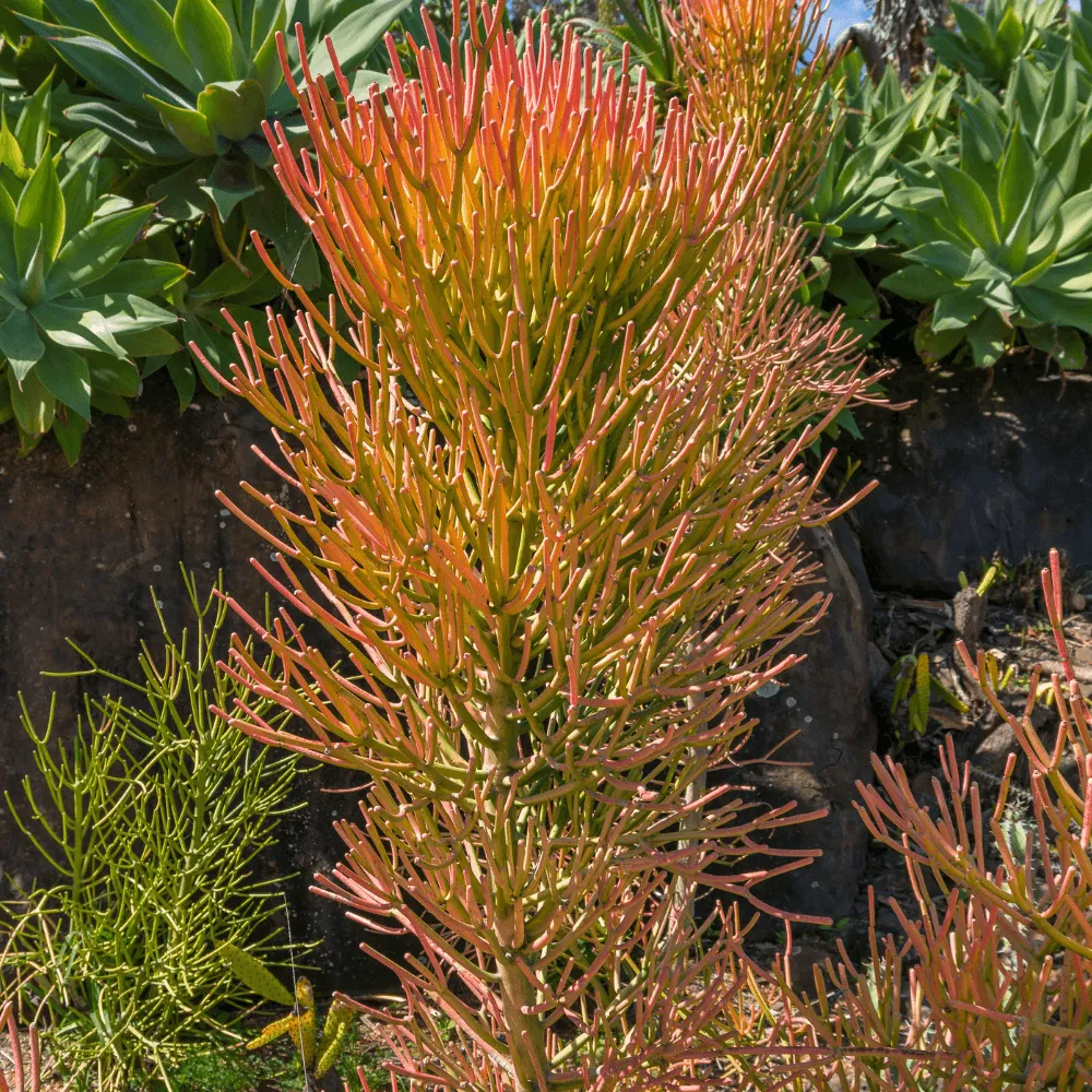 Firesticks Pencil Cactus