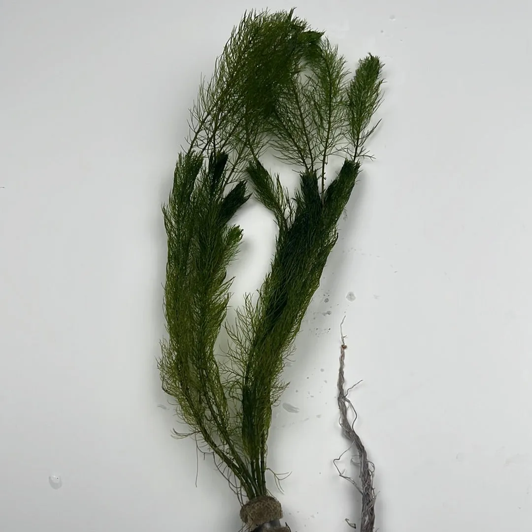 Foxtail (Myriophyllum elantinoides)