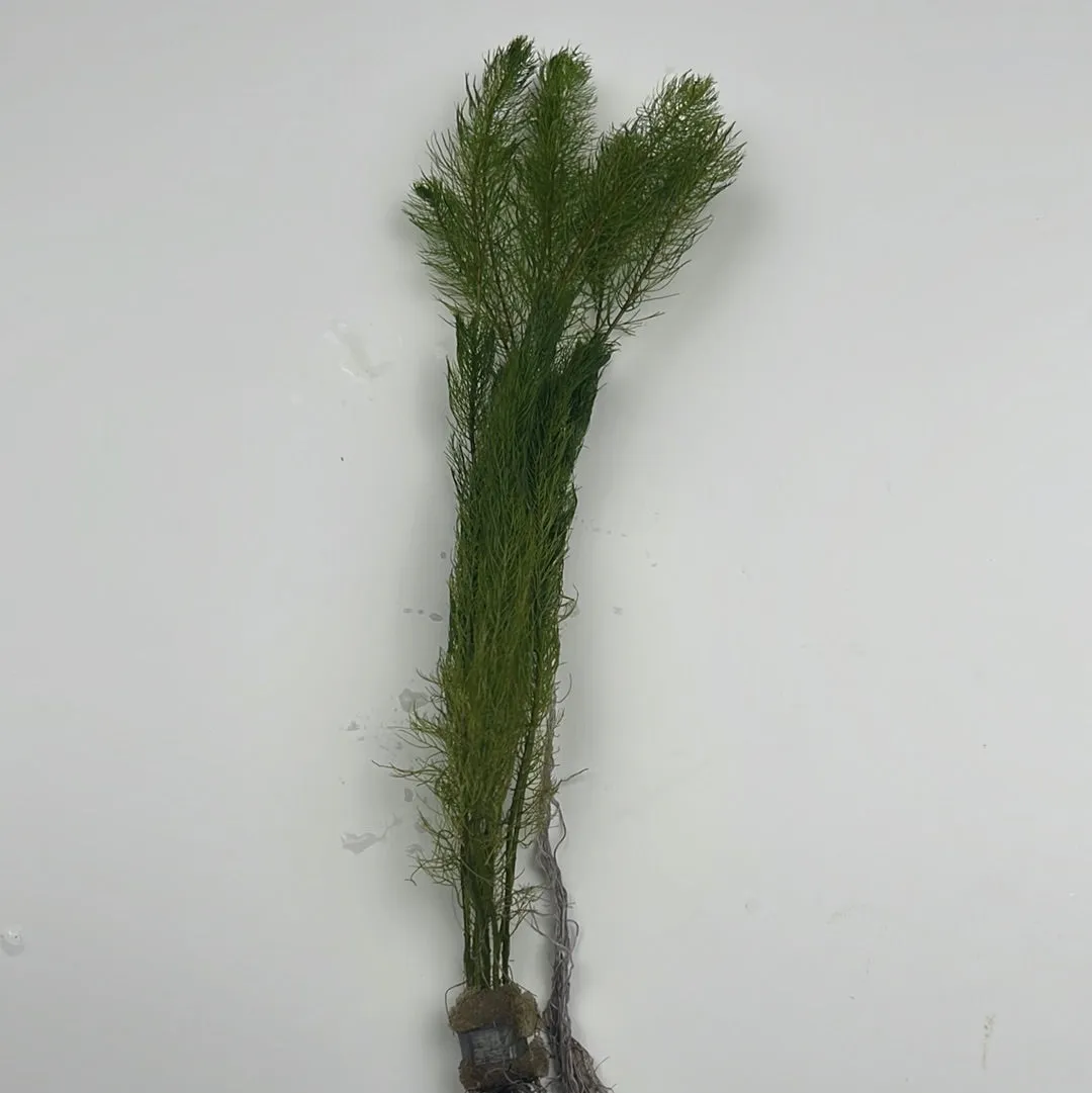 Foxtail (Myriophyllum elantinoides)