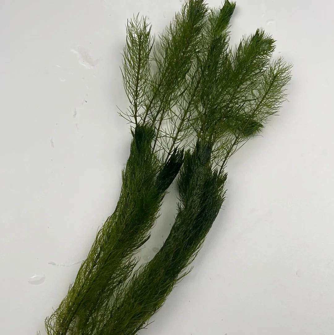 Foxtail (Myriophyllum elantinoides)