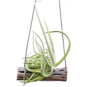 Glabior Air Plant Clump on Cholla Wood Hanger