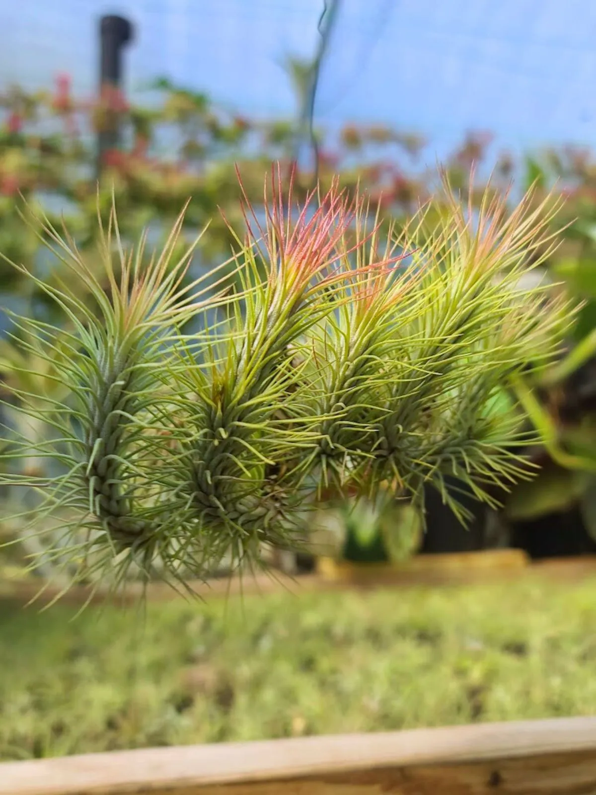 Hanging Funckiana Air Plant Clump on Wire